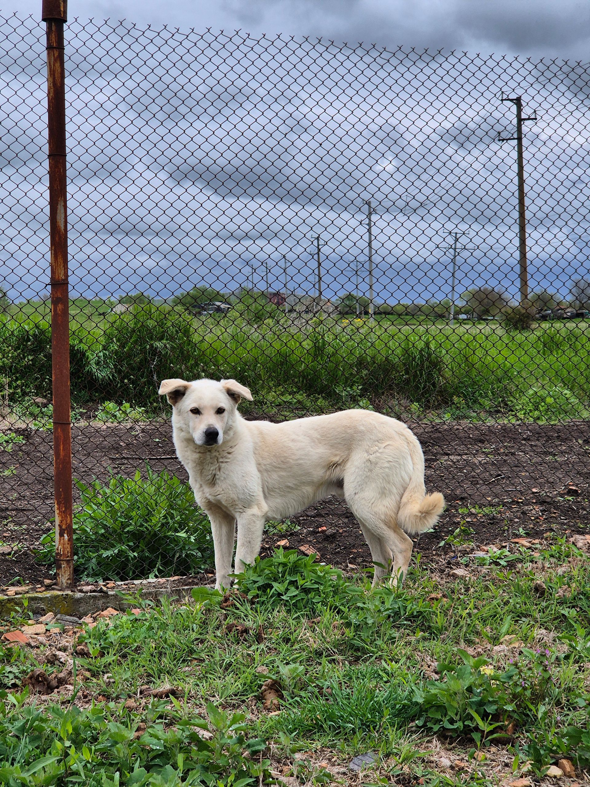 Hundepatenschaft Belo