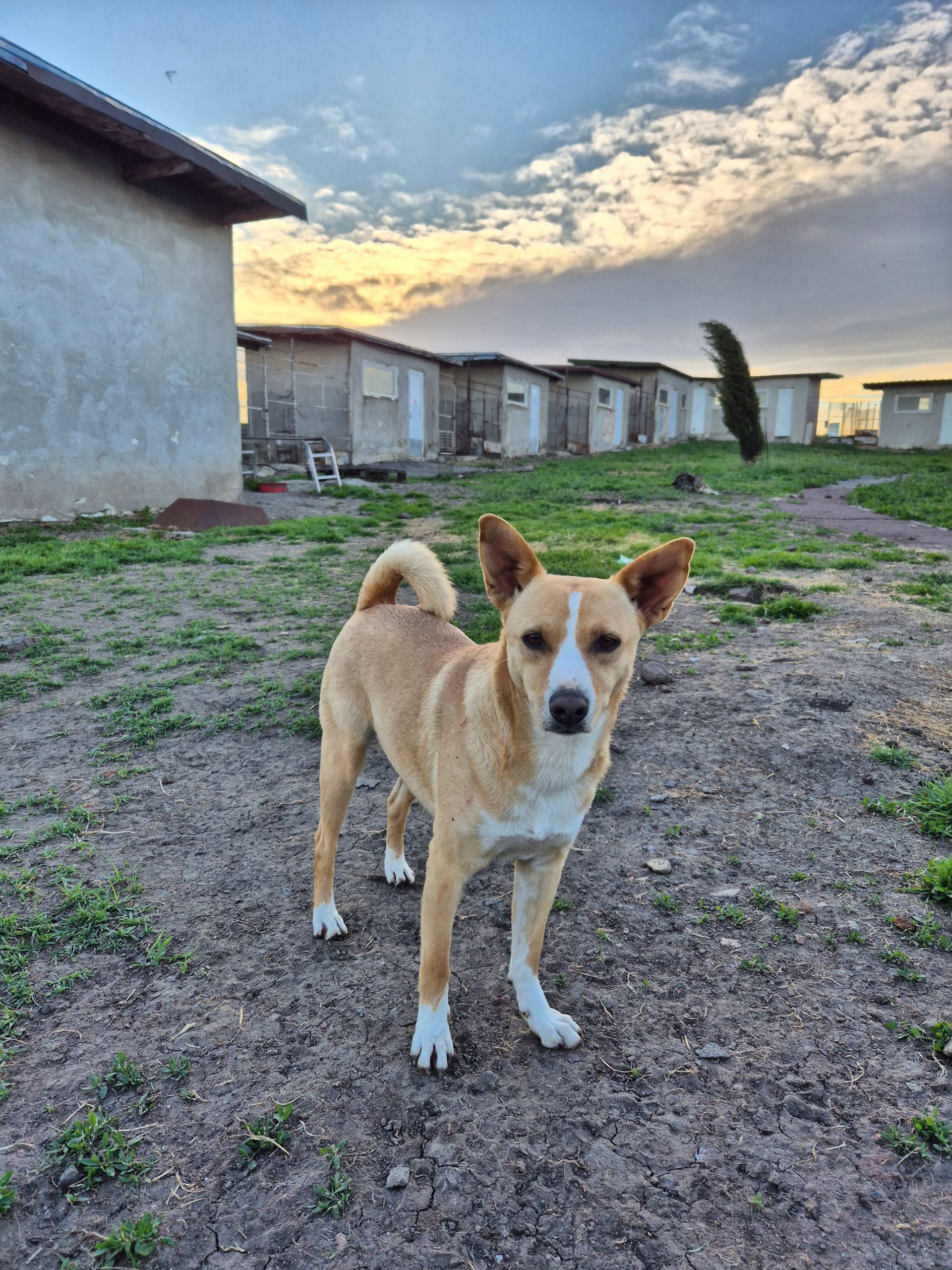 Hundepatenschaft Diana