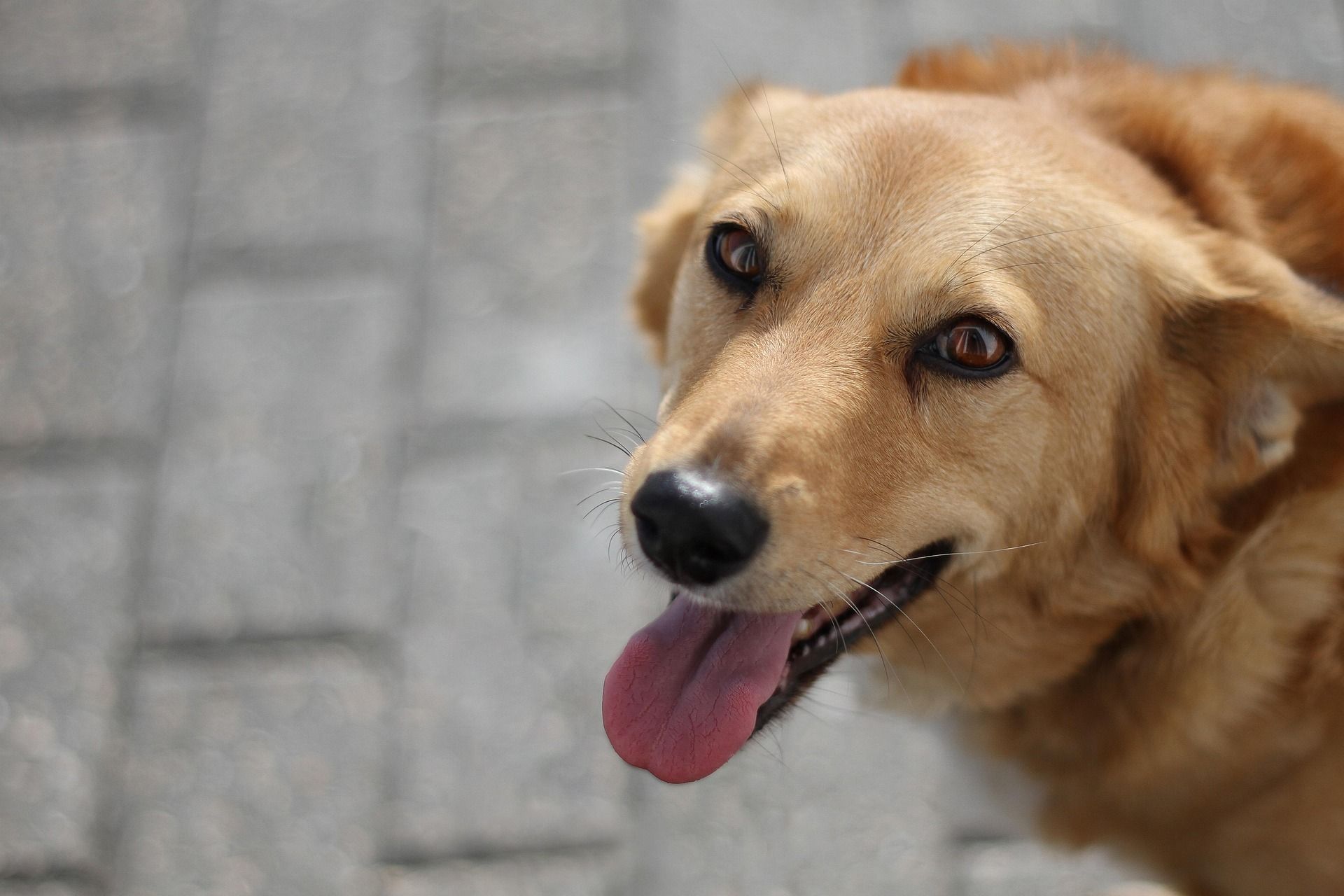 Brauner Hund schaut leicht nach oben in die Kamera