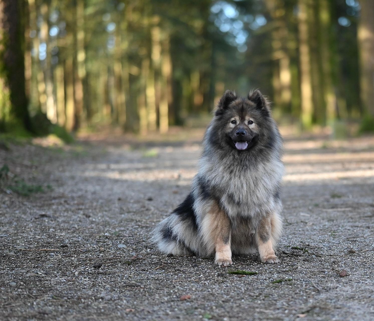 Hund sitzt hechelnd und sitzend vor der Kamera, im Hintergrund Wald