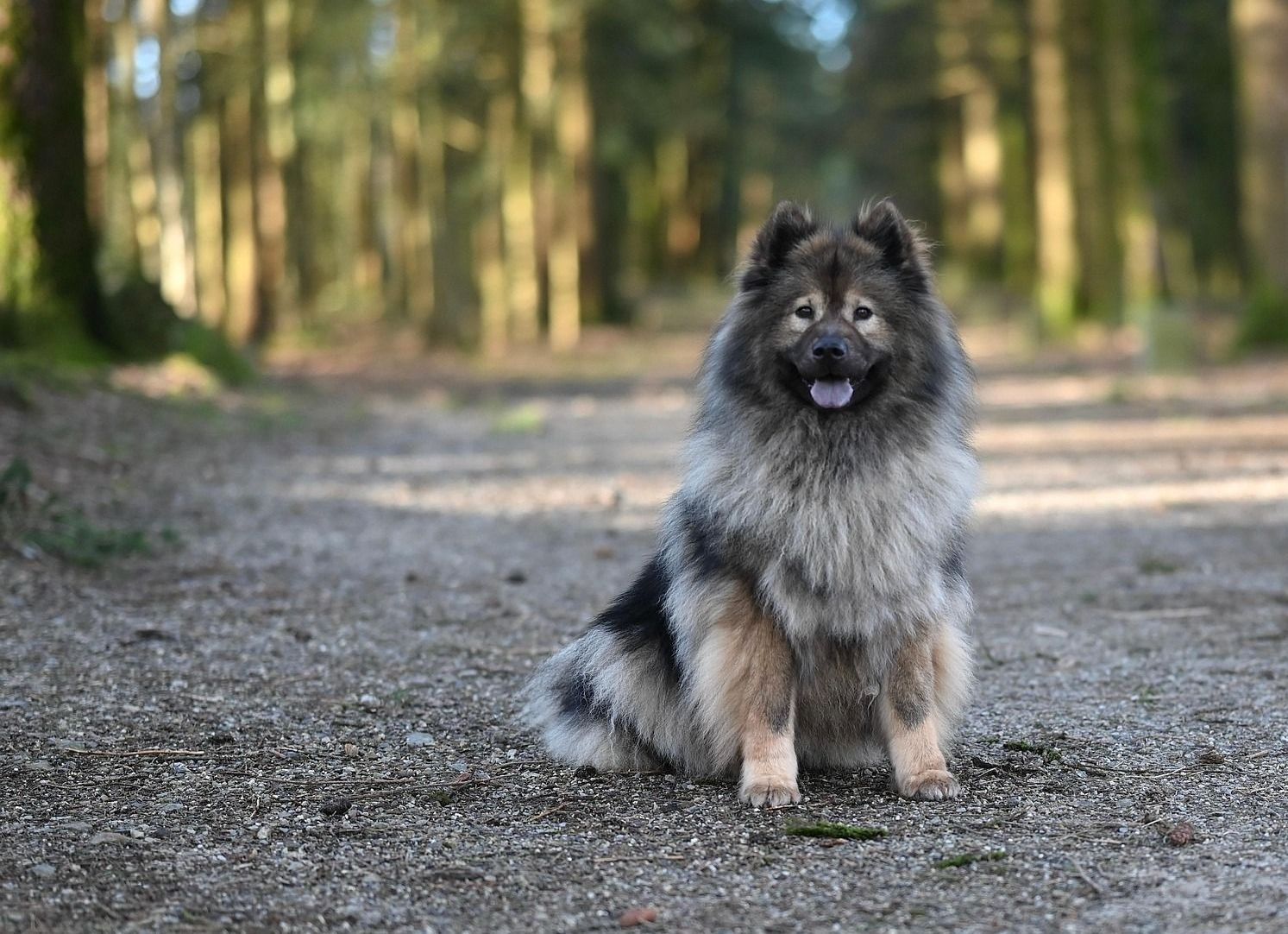 Großer, kuscheliger Hund sitzt im Wald und schaut in die Kamera