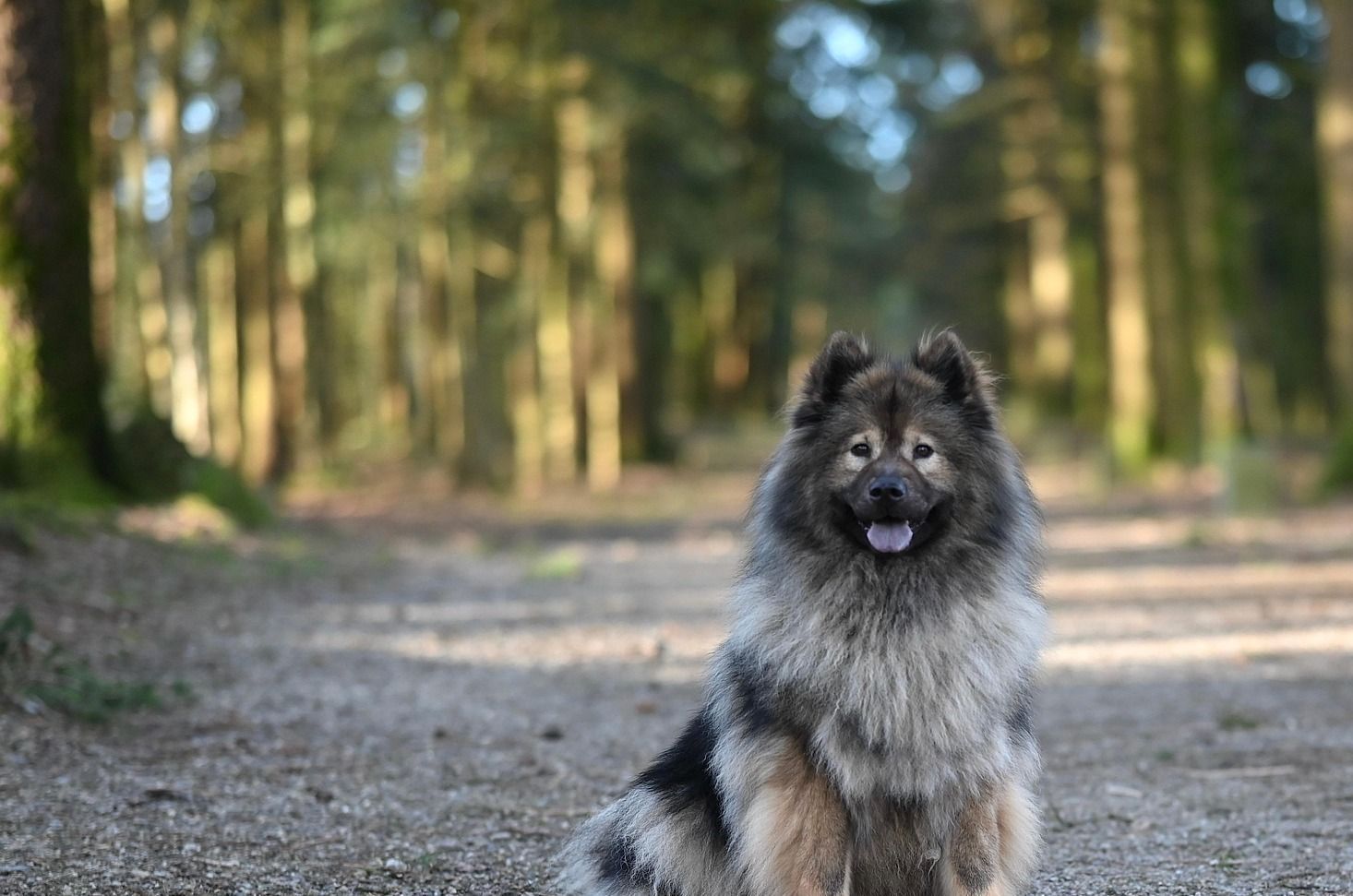 Hund sitzt auf Waldweg und schaut in die Kamera
