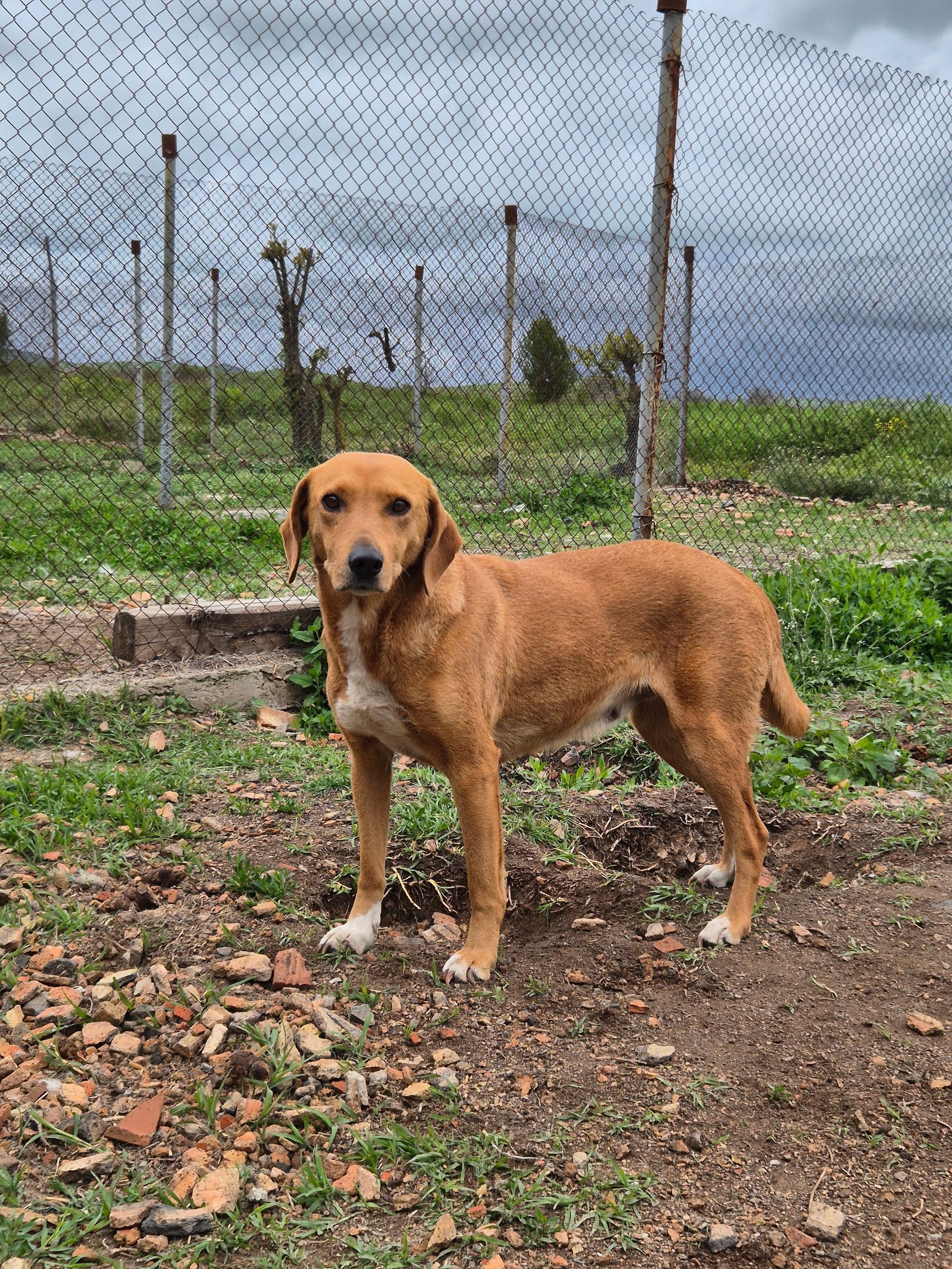 Hundepatenschaft Erna
