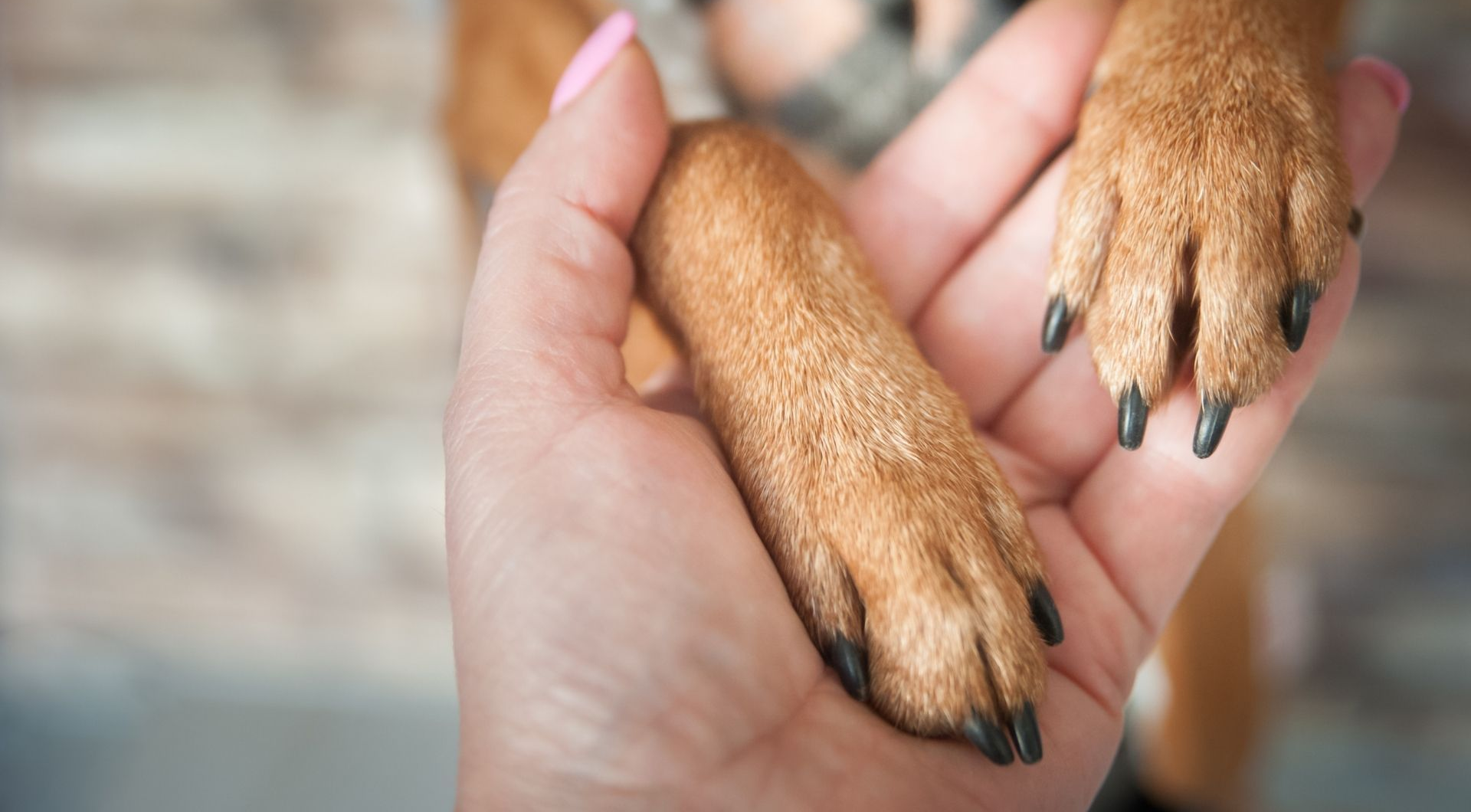 Hand hält zwei Hundepfoten