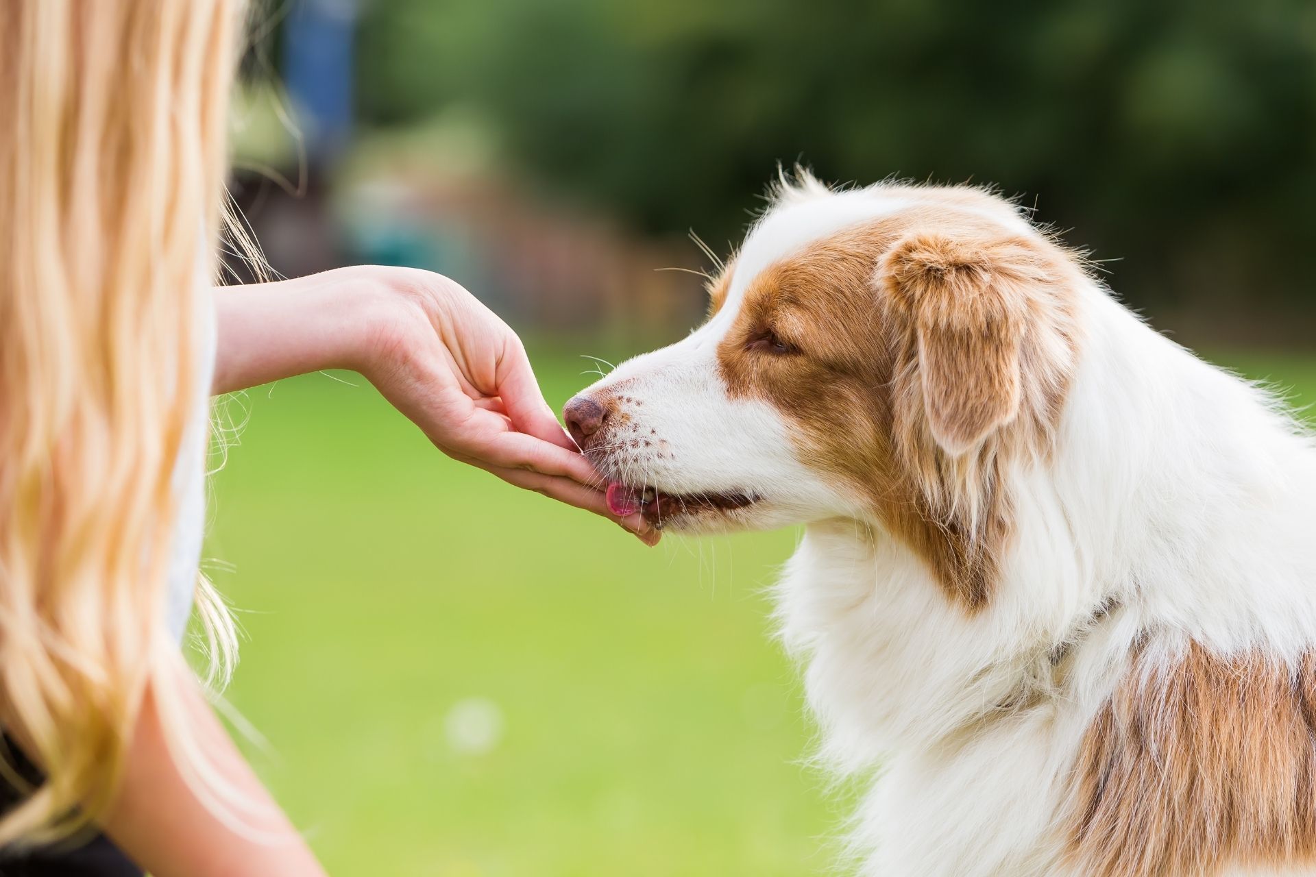 Hund auf Wiese schleckt Hand ab
