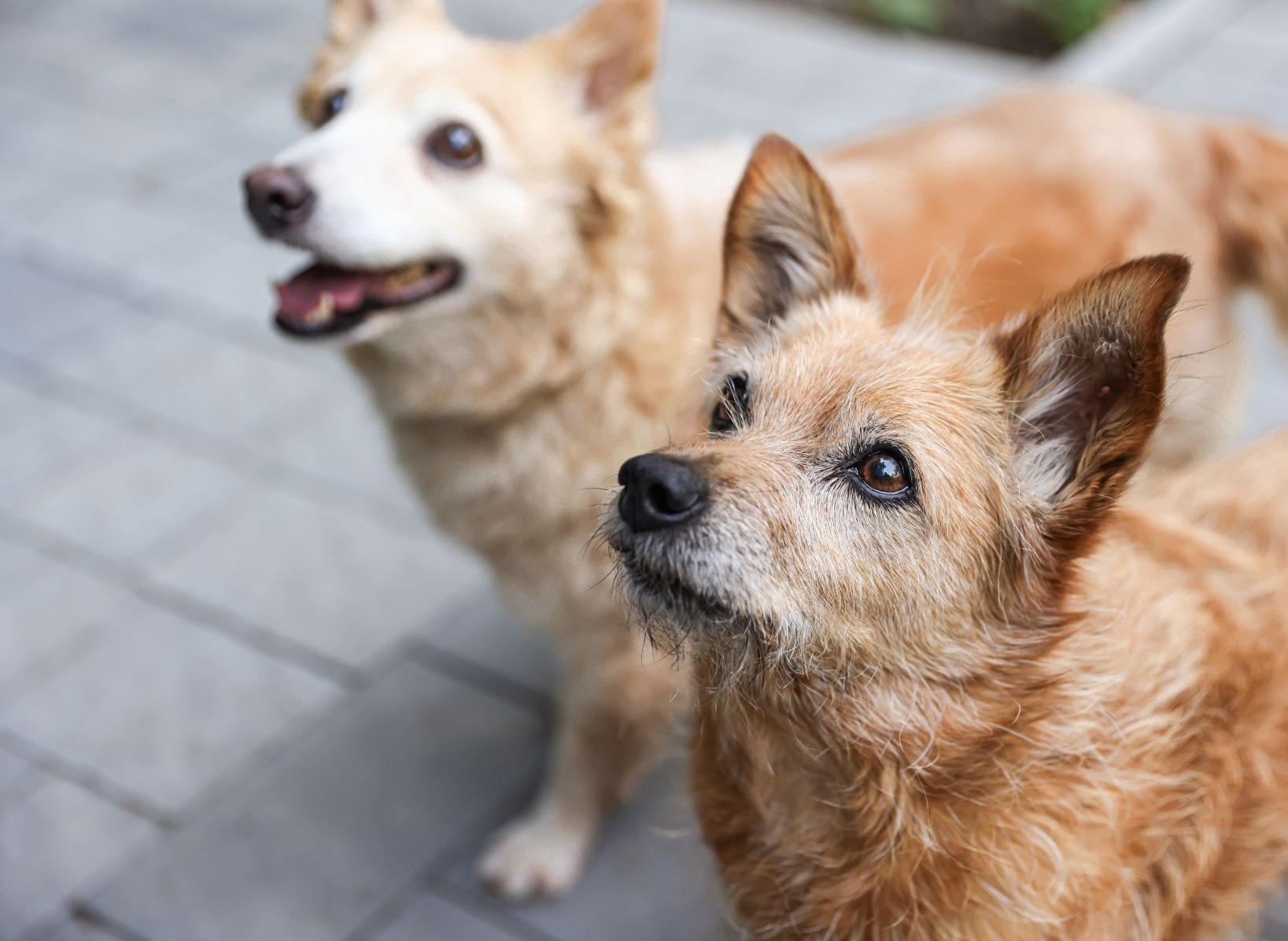 Zwei Hunde schauen leicht links an der Kamera vorbei