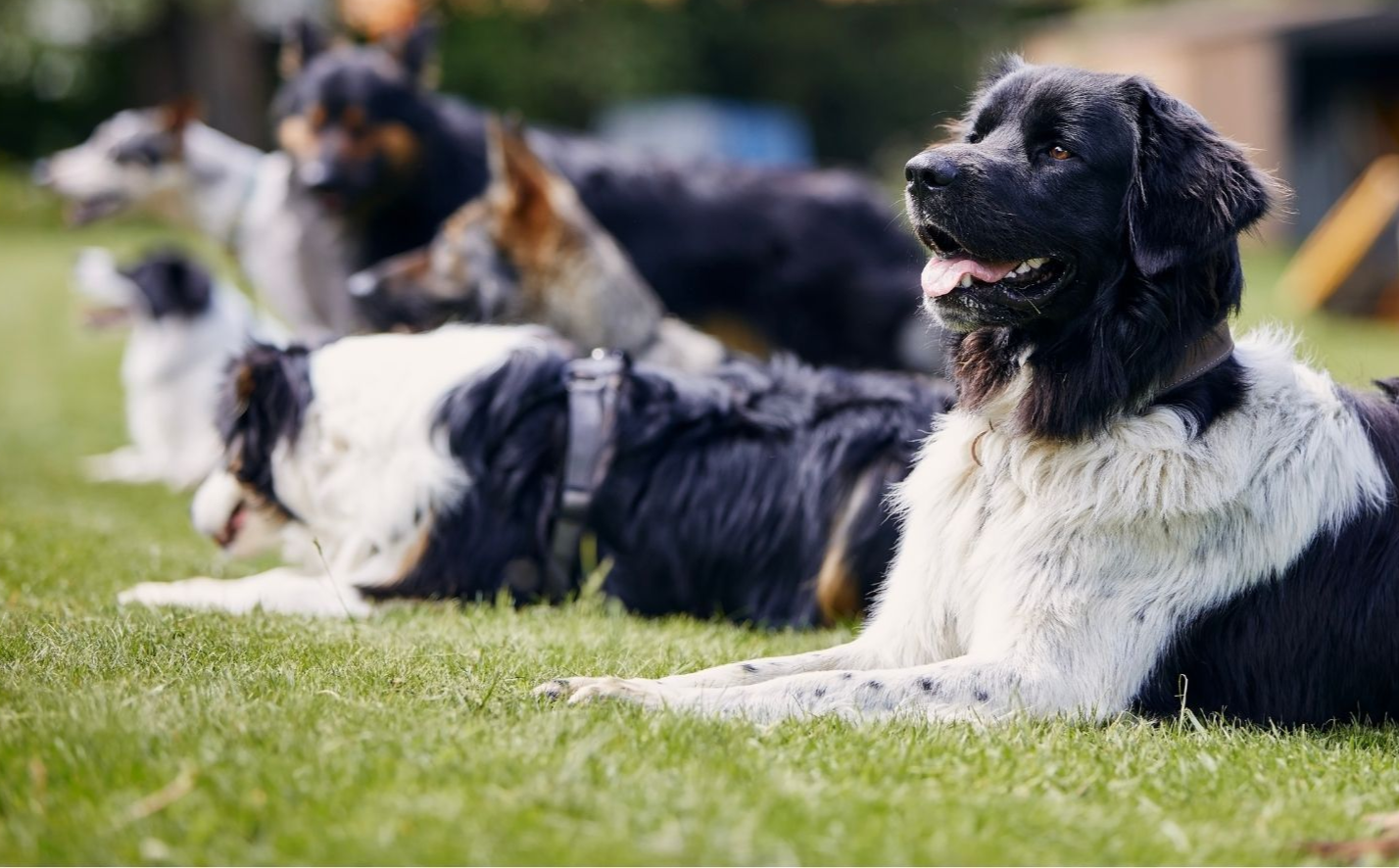 Hunde liegen auf Wiese