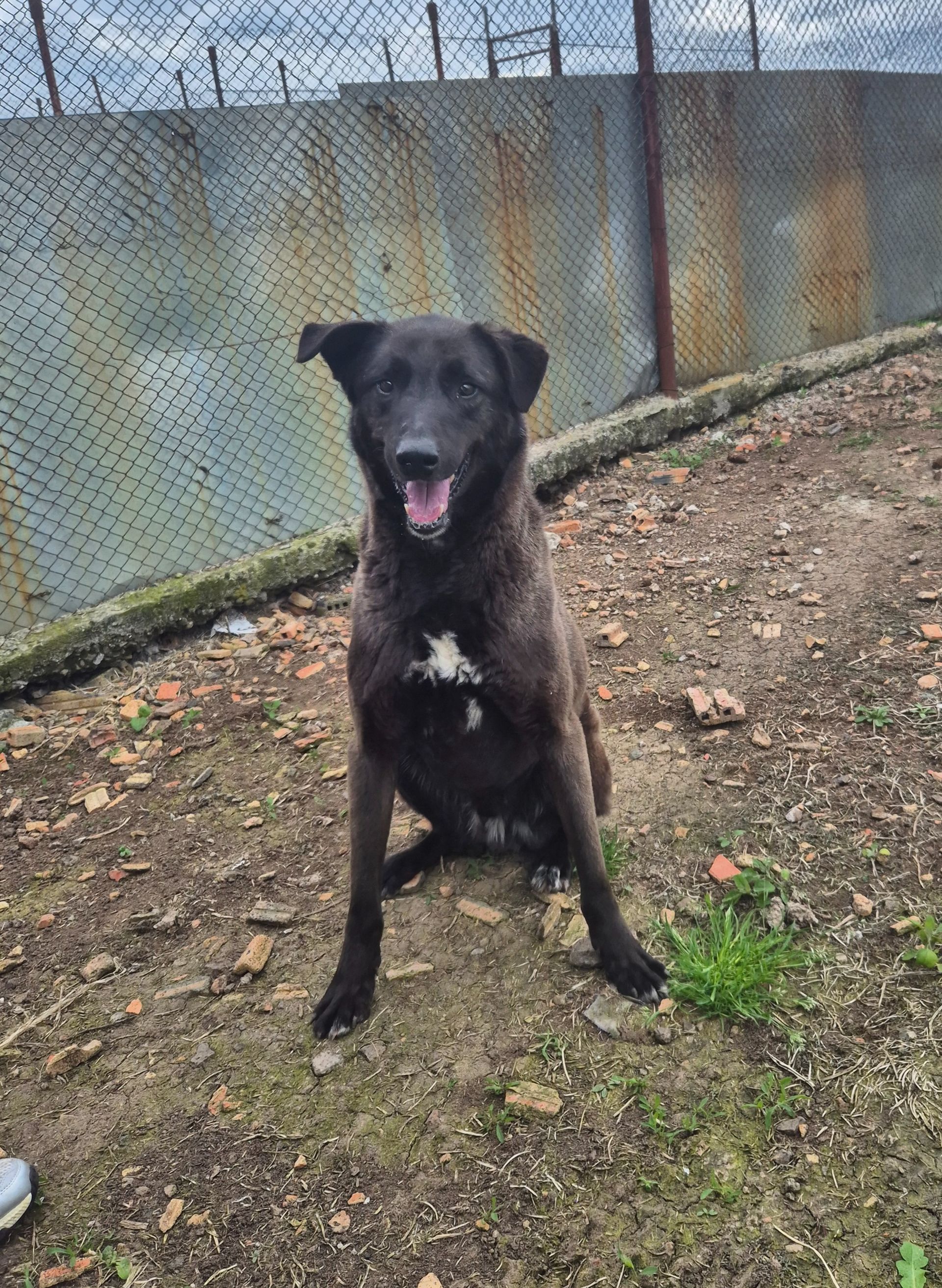 Max Hundepatenschaft