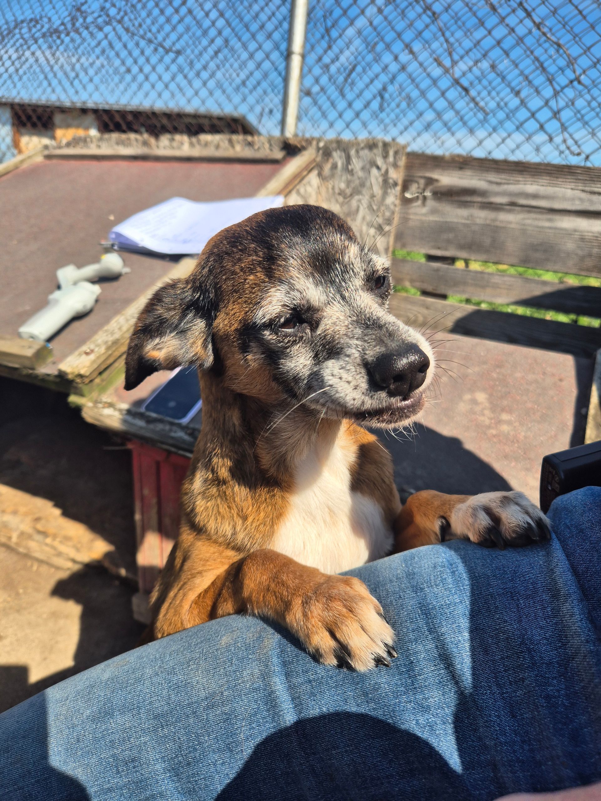 Hundepatenschaft Max