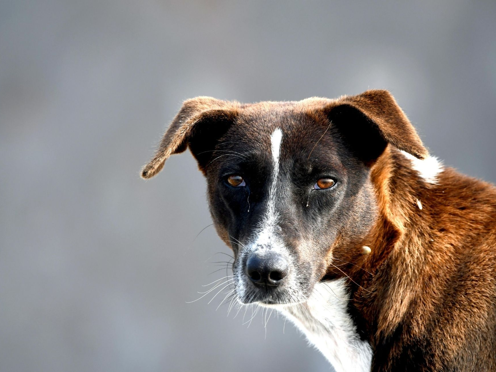 Brauner Hund schaut in Kamera