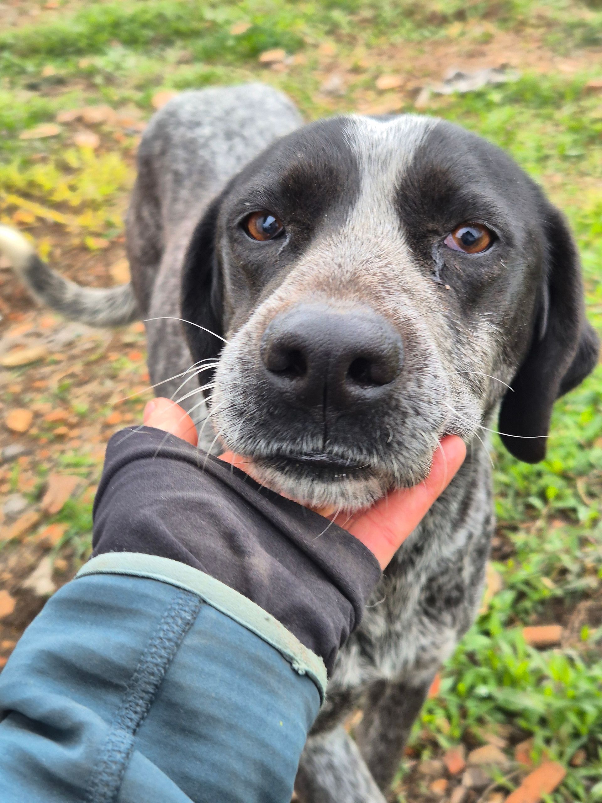 Hundepatenschaft Mona