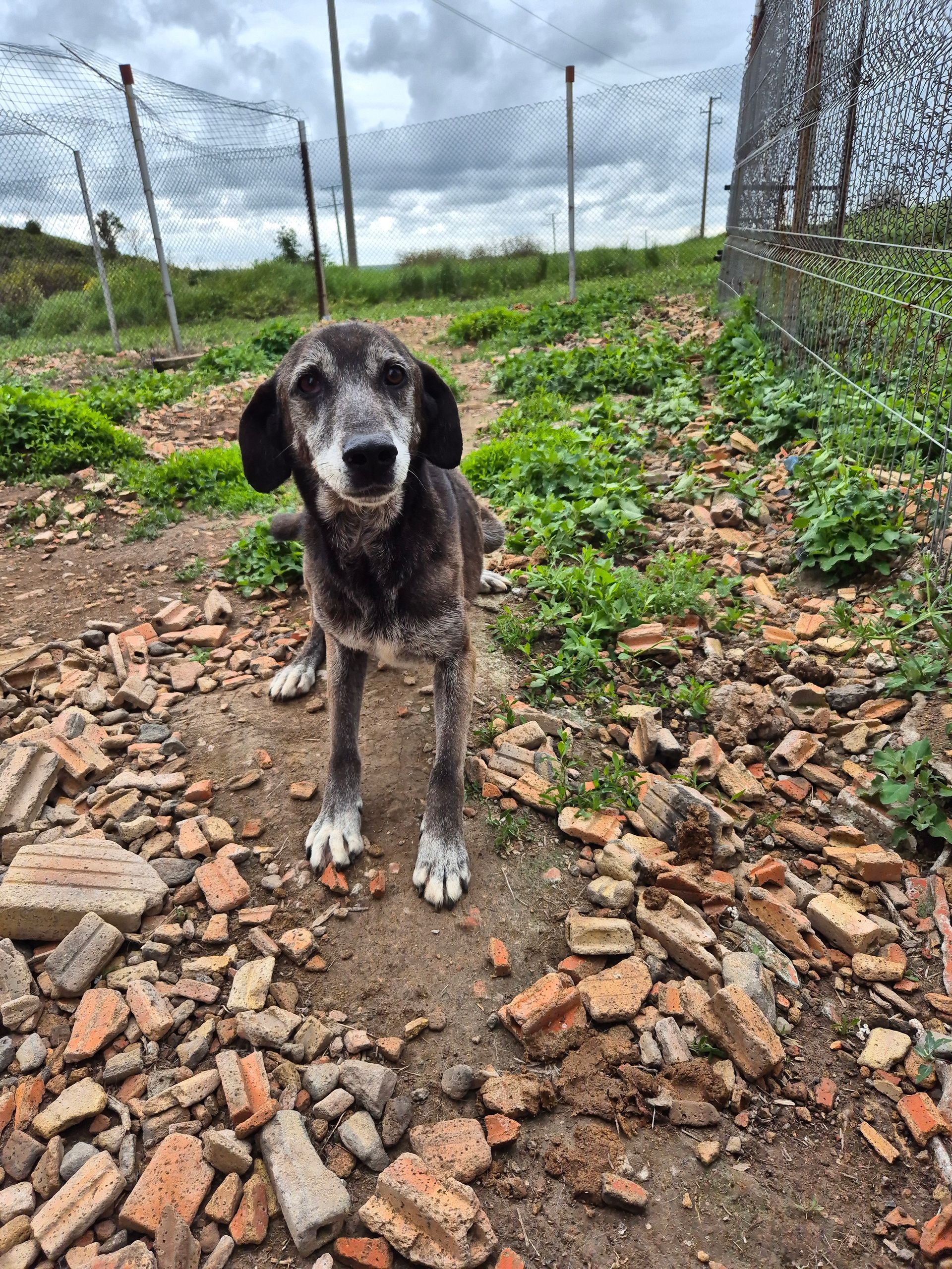 Hundepatenschaft Neron