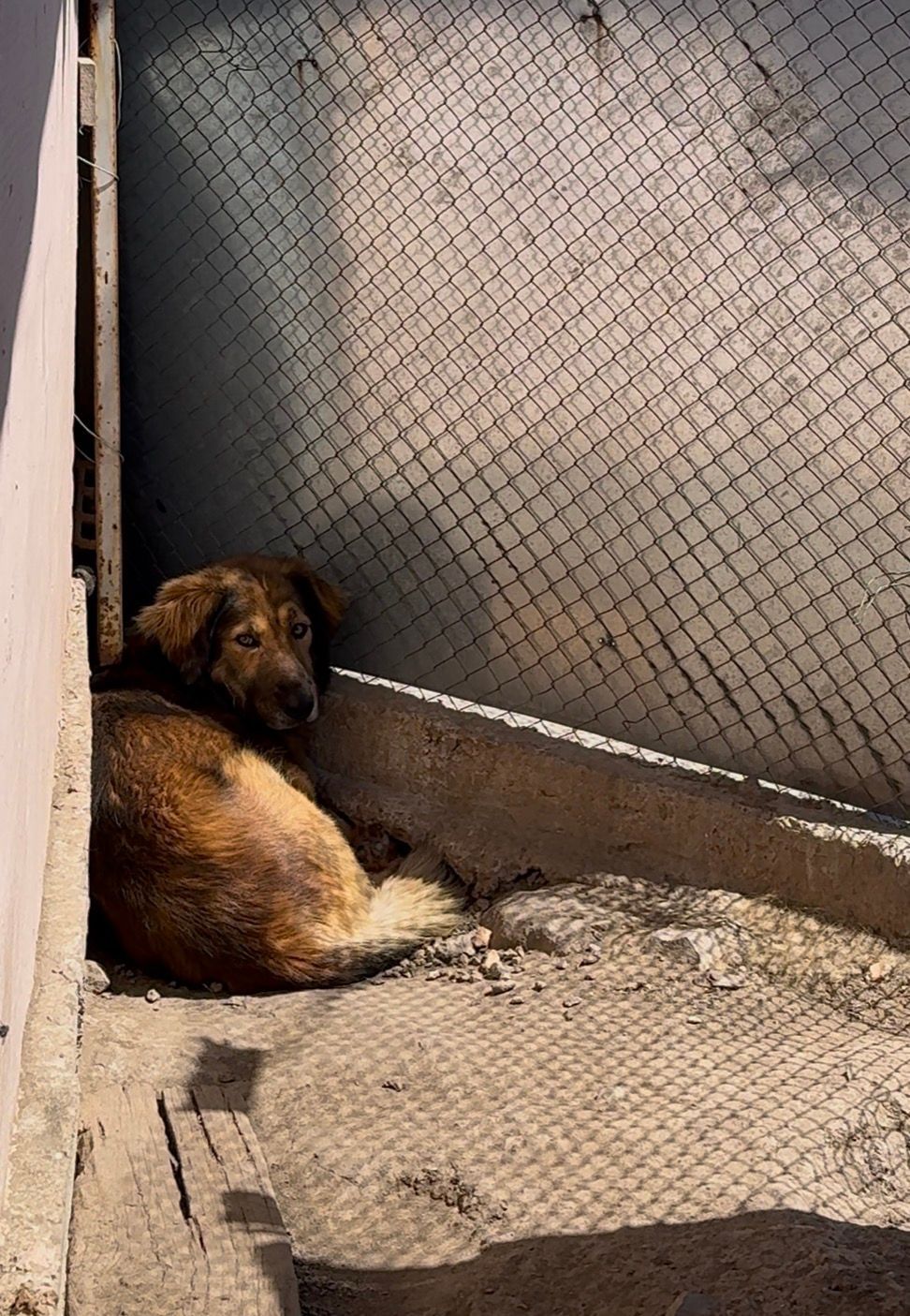 Hundepatenschaft Richie