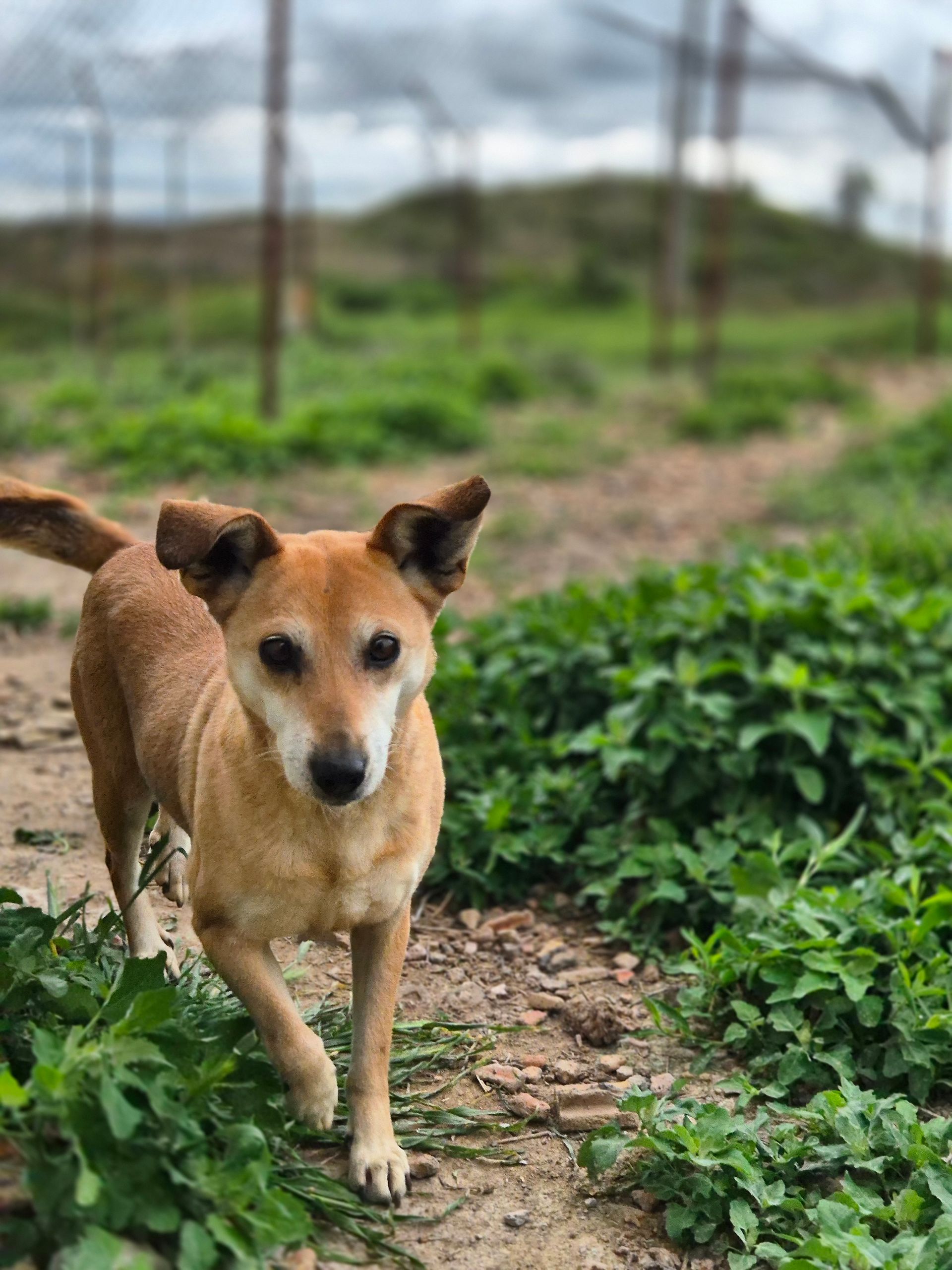Hundepatenschaft Rosa