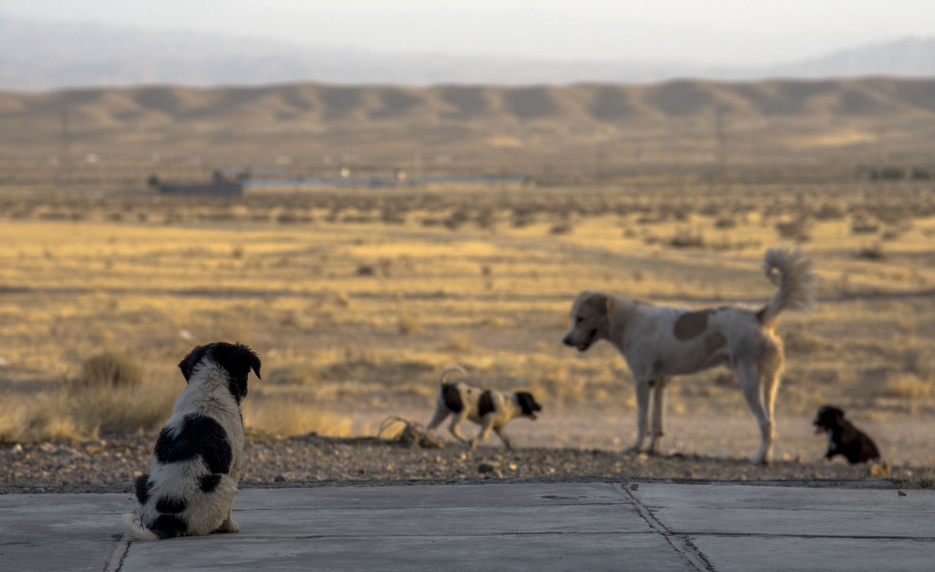 Mehrere Hunde schauen in die Ferne