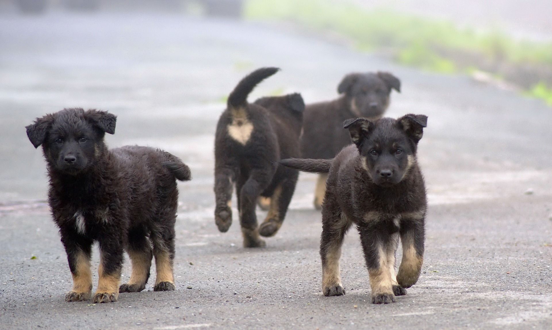 Schwarze Hundewelpen laufen auf der Straße herum