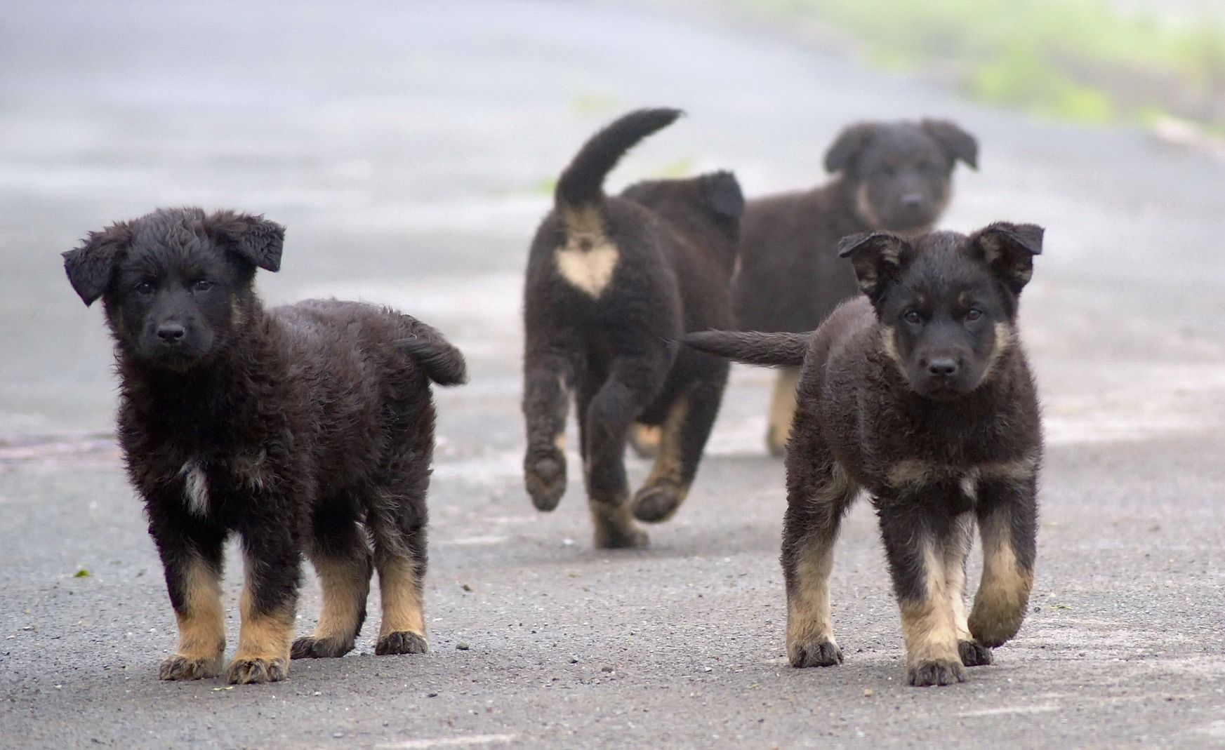 Mehrere schwarze Hundewelpen laufen auf der Straße