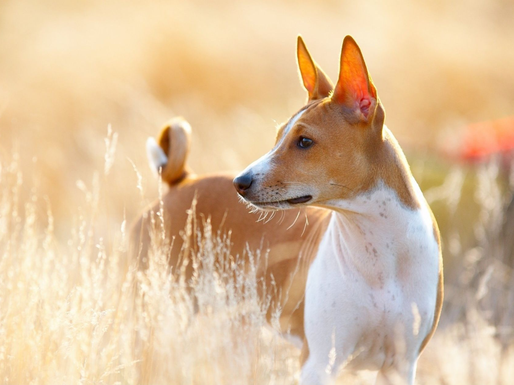 Hund steht in einem Feld