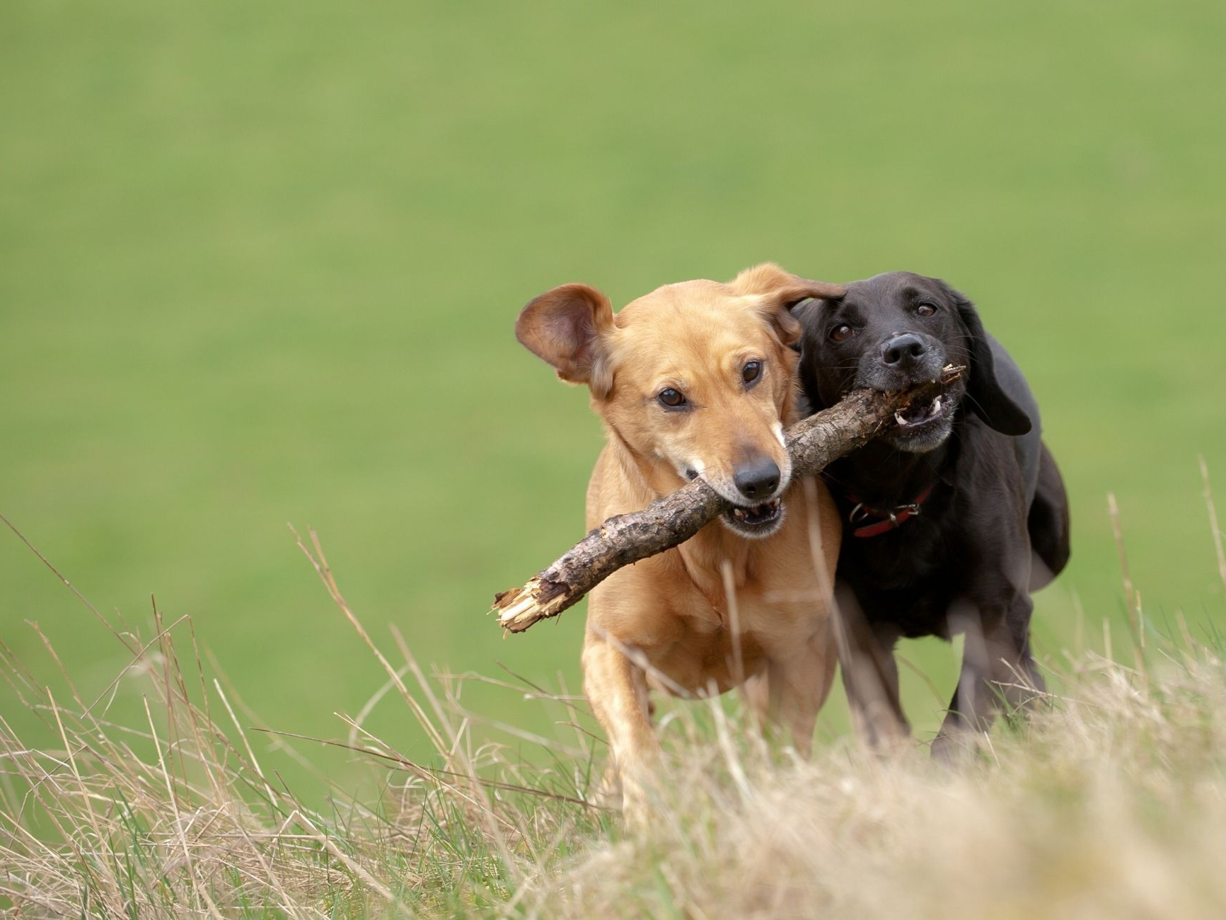 Zwei Hunde spielen mit einem Stöckchen