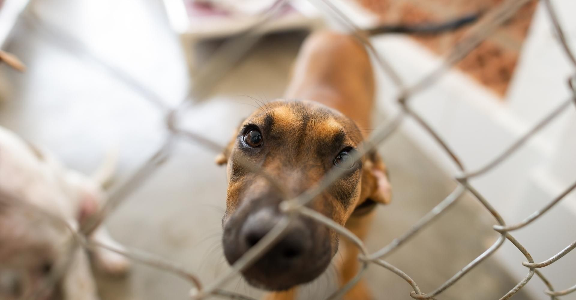 Hundewelpe schaut durch Maschendrahtzaun in Kamera