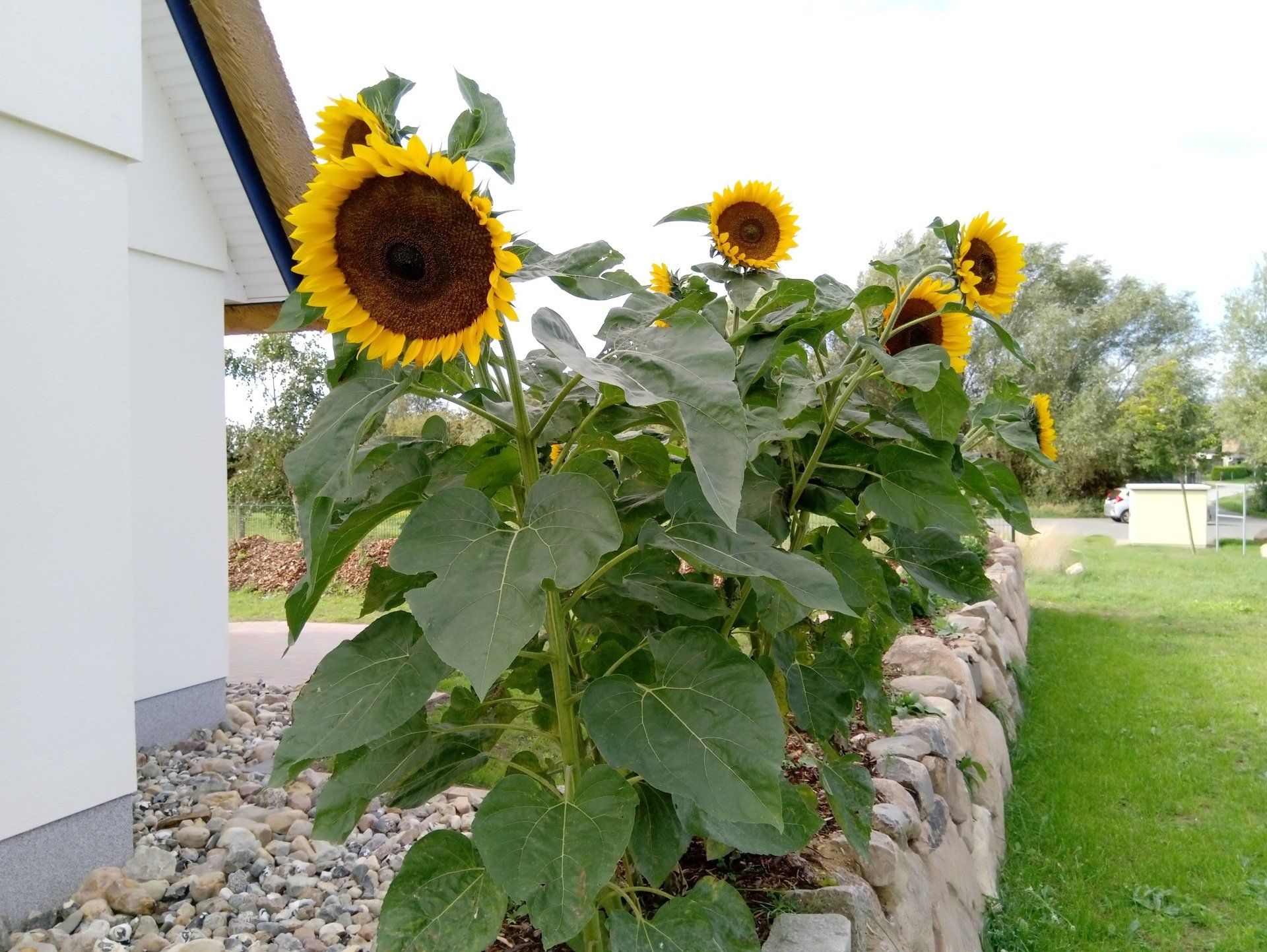 Ferienhaus für Familie Kinder Garten Sonne Wasser Meer