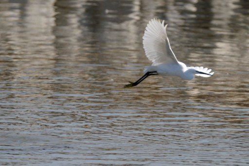 Fish Ponds in the beit Shean Valley Little Egret by Amos Ben Gershom, GPO Fish Ponds in the beit Shean Valley Little Egret