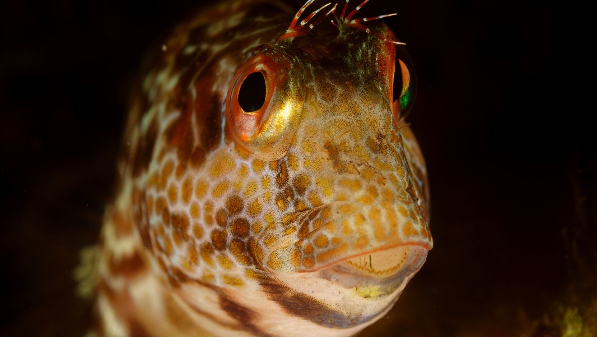 Inmersiones submarinismo Tossa de Mar