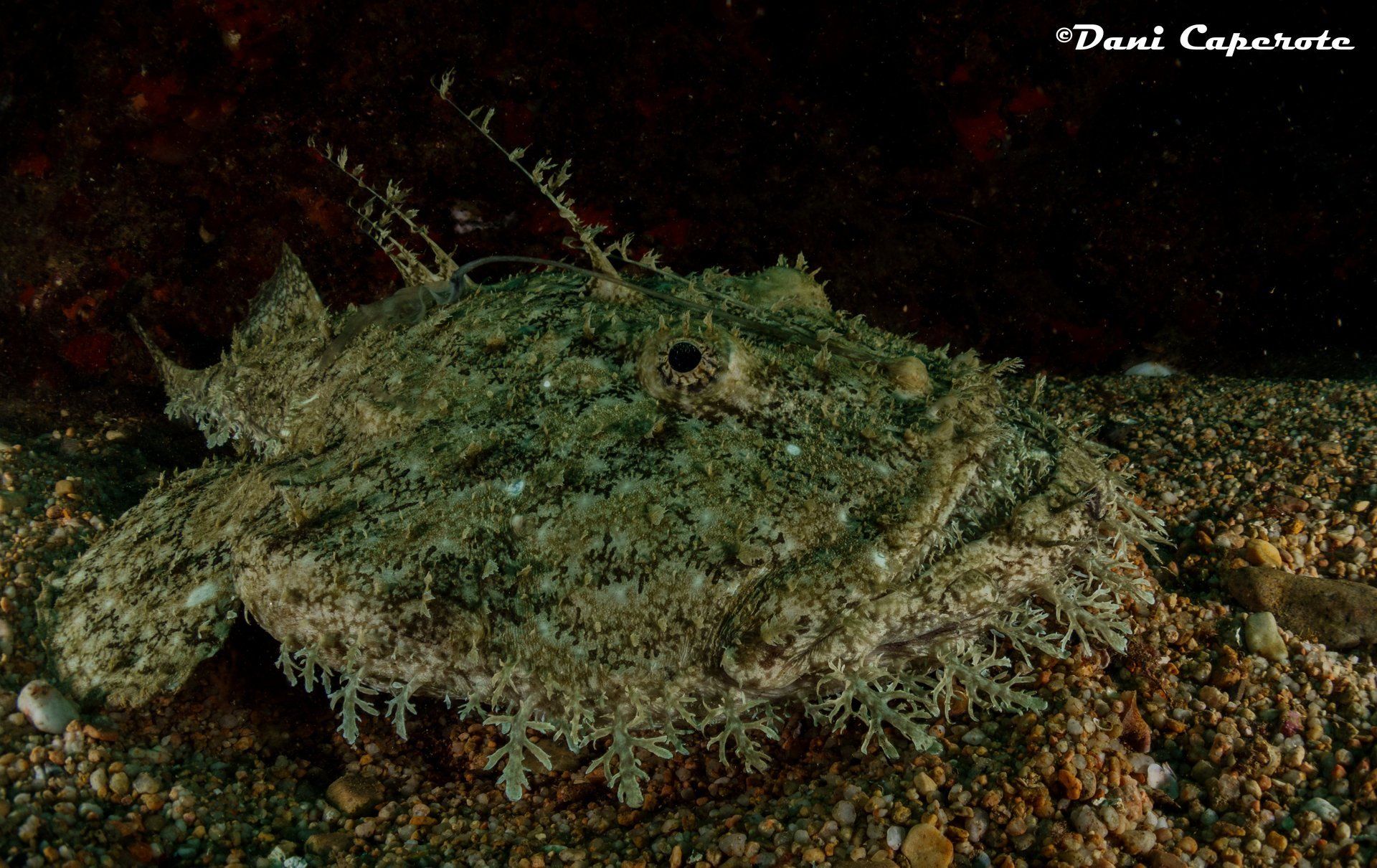 Formación Buceo Tossa de Mar