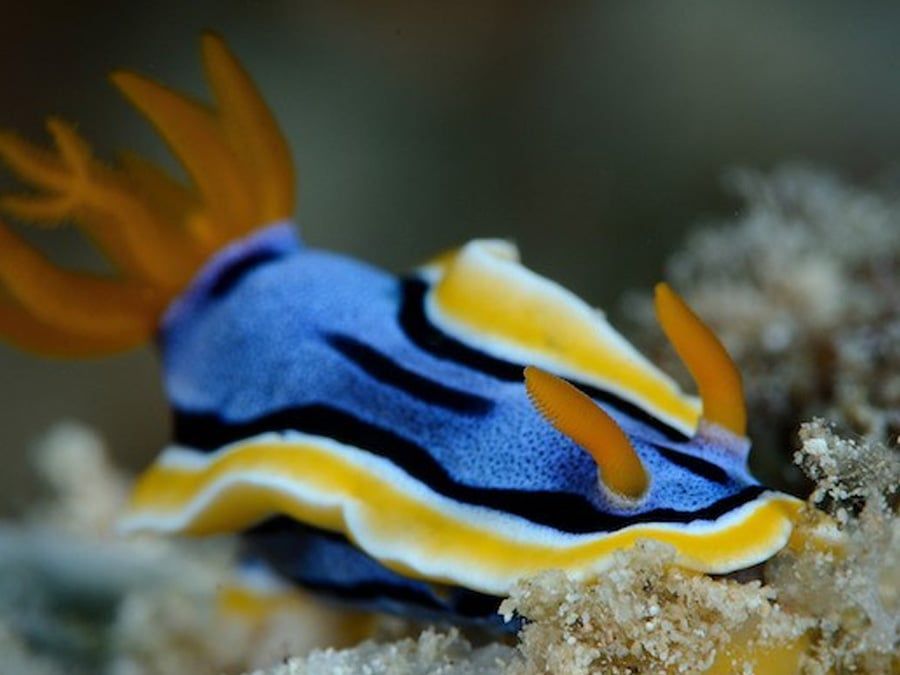 PADI Open Water Diver
