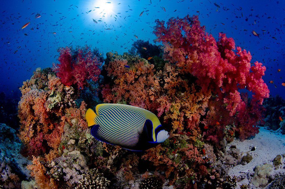 Advanced Open Water Diver