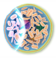 Me2vie Systemtherapie Me2vie Mitochondrientherapie