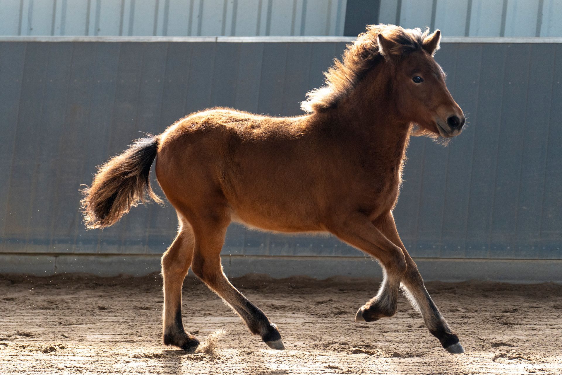 Fohleneintragung 22.9.25 Lütte Beek