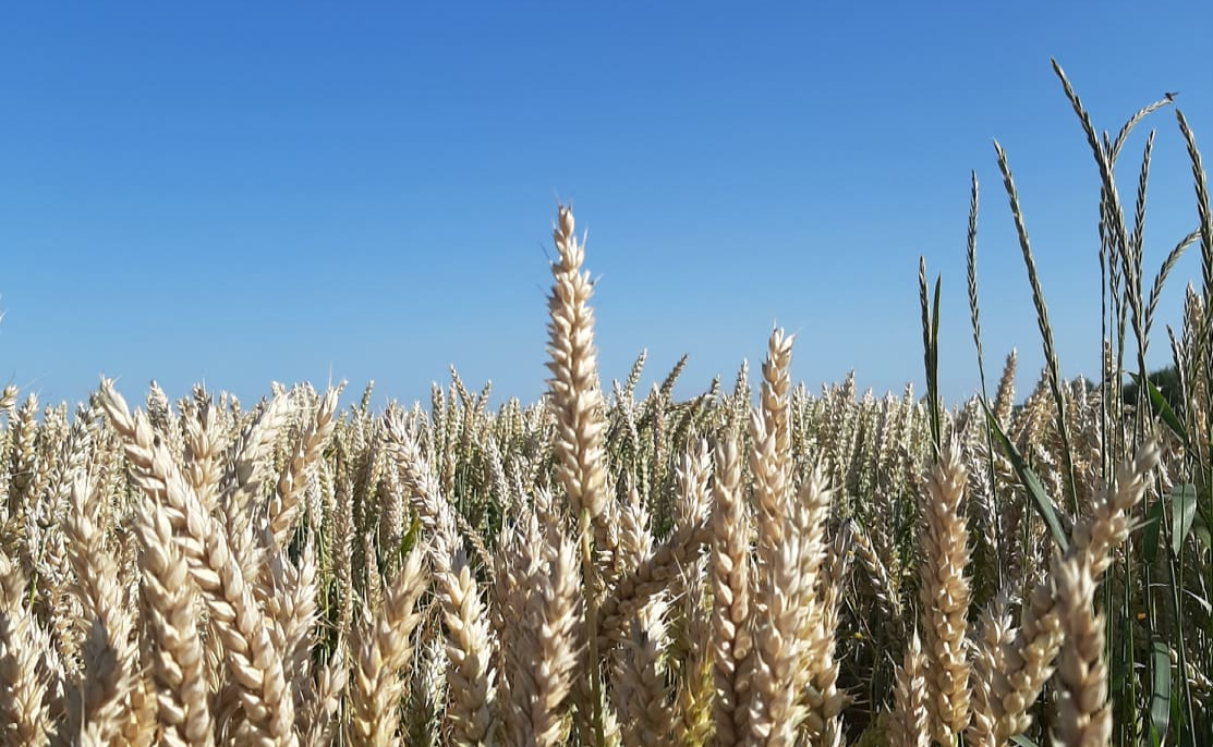 Nahaufnahme Getreideähren vor blauem Himmel
