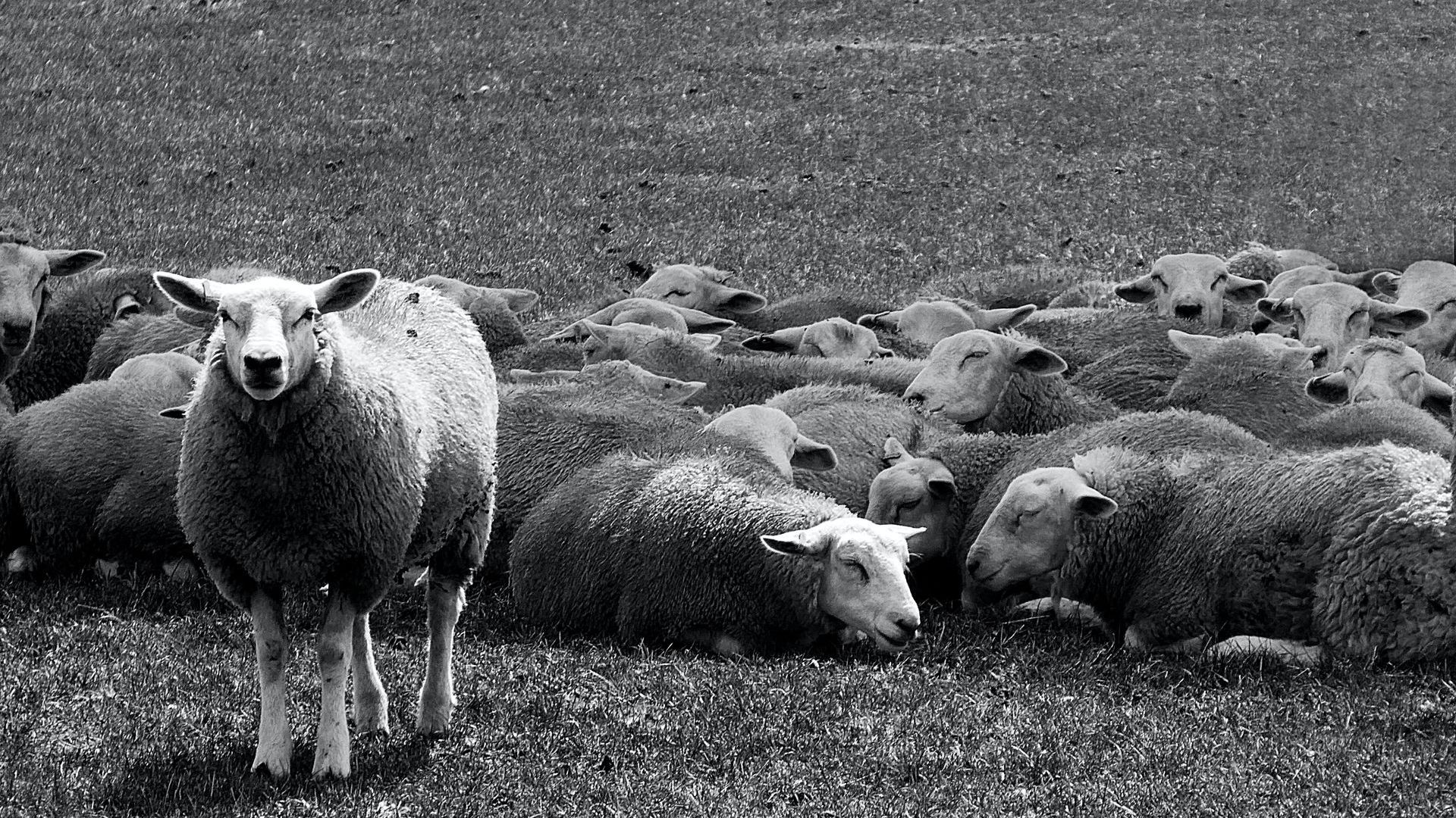Ein einzelnes Schaf steht vor einer Herde schlafender Schafe.