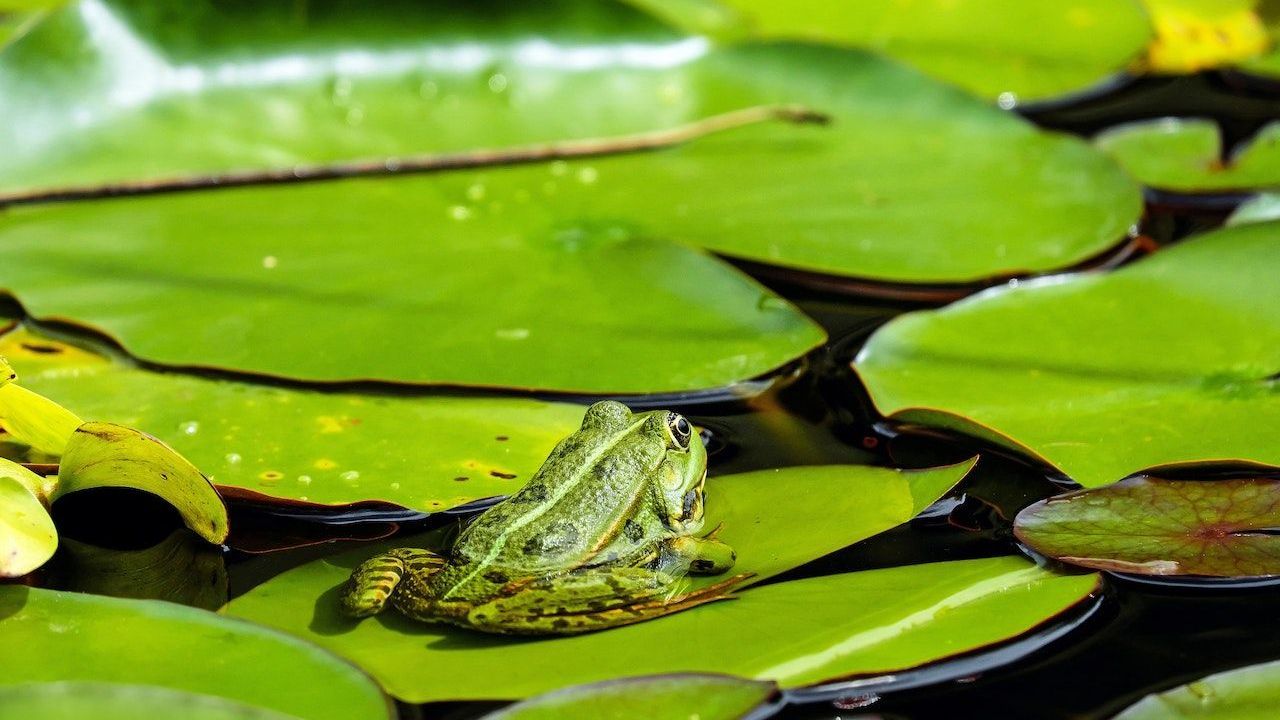 Ob Teich oder Ansprache auf französisch – wenn das Angebot an der Zielgruppe angepasst ist, wird es genutzt. Grüner Frosch sitzt auf einem Seerosenblatt