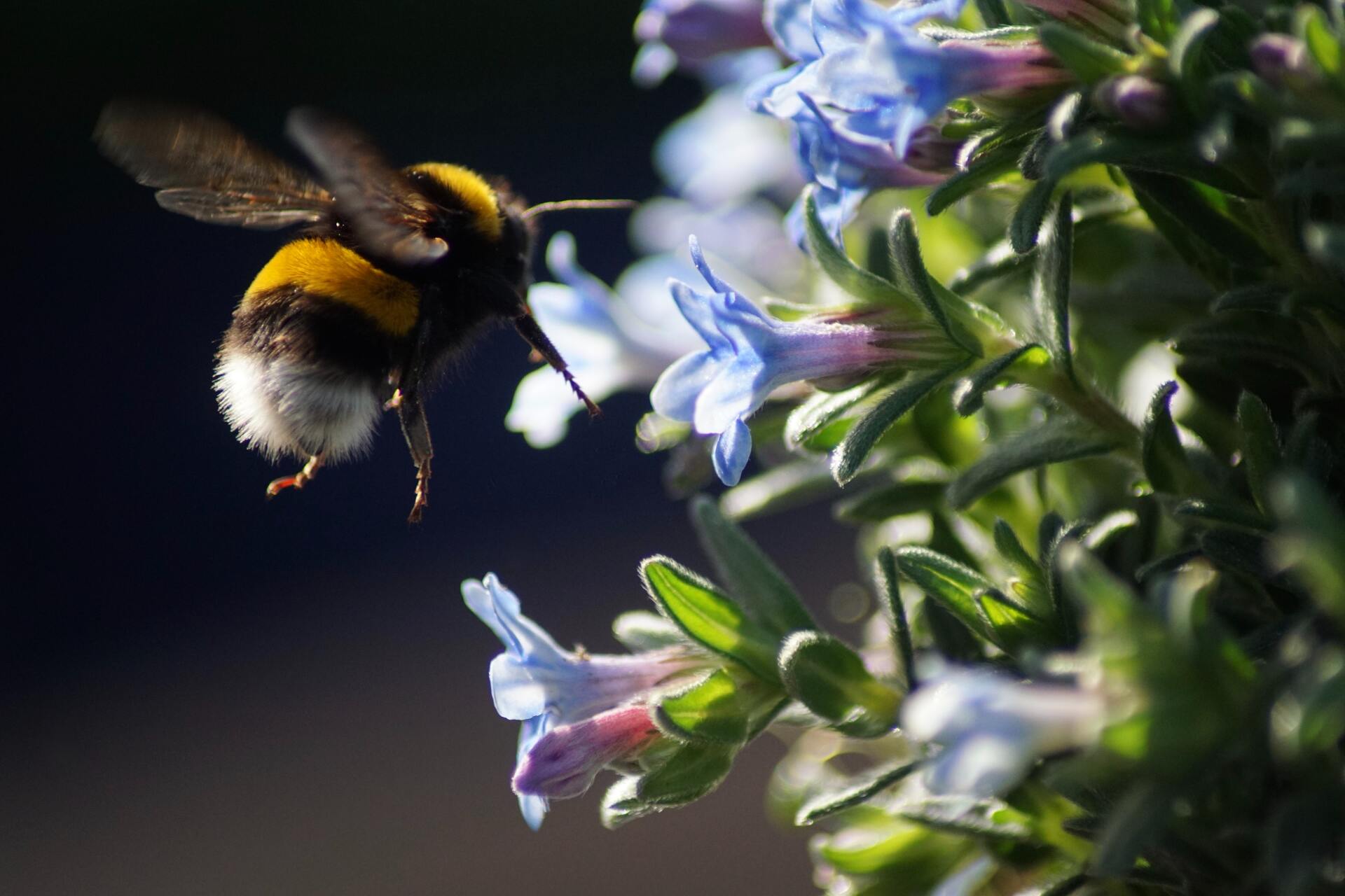 bee on flower