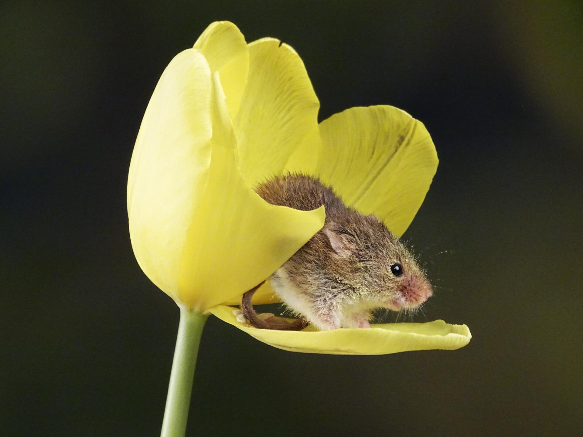 Harvest Mouse on Flower