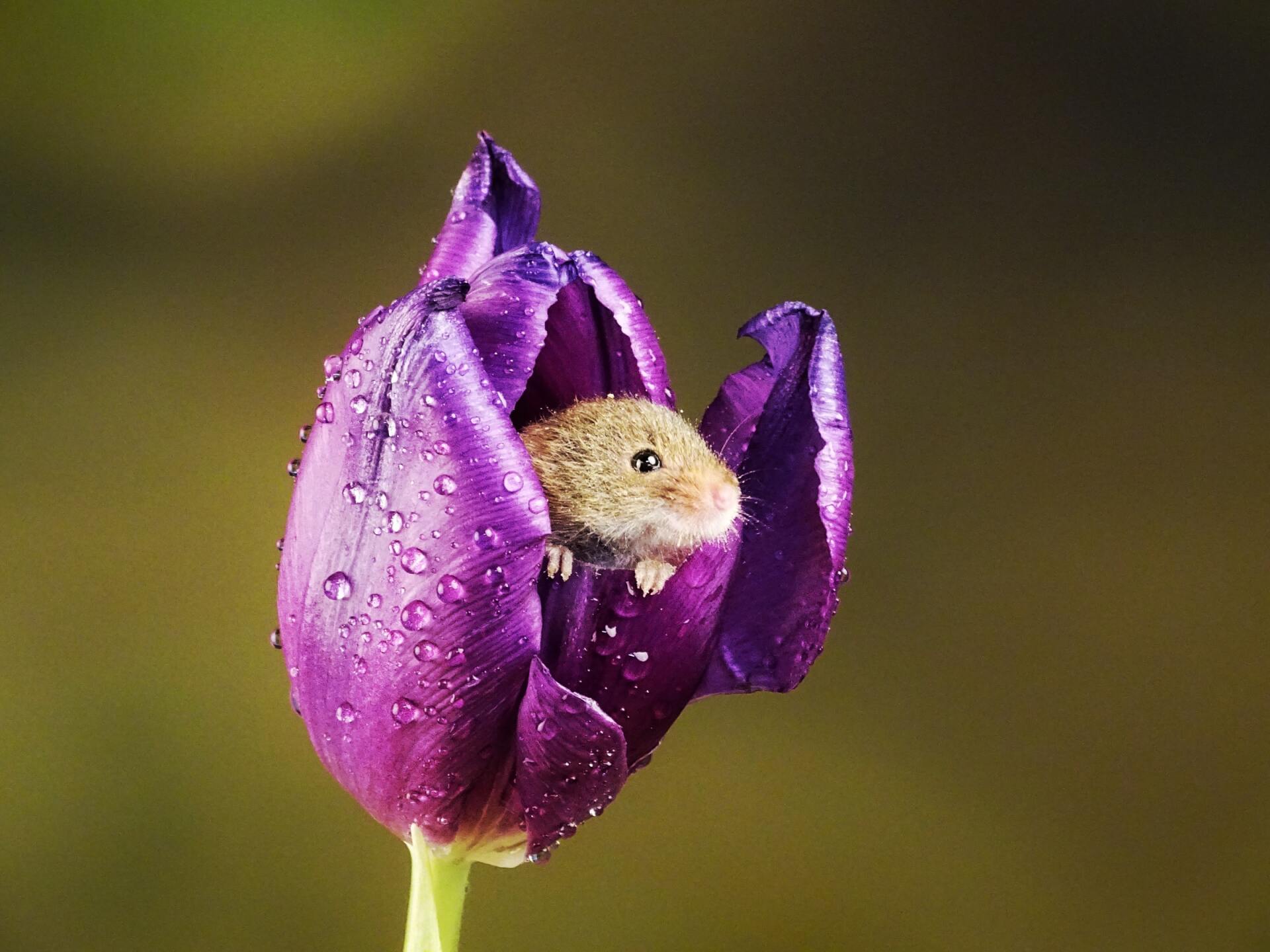 Fieldmouse in tulip petal