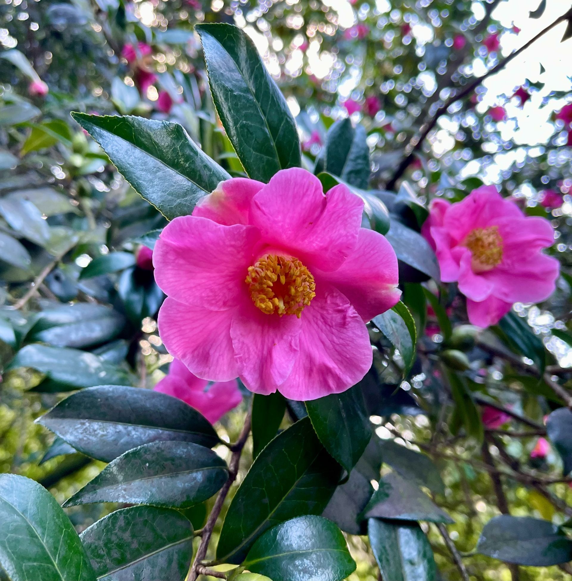 Pink flower and green leaves