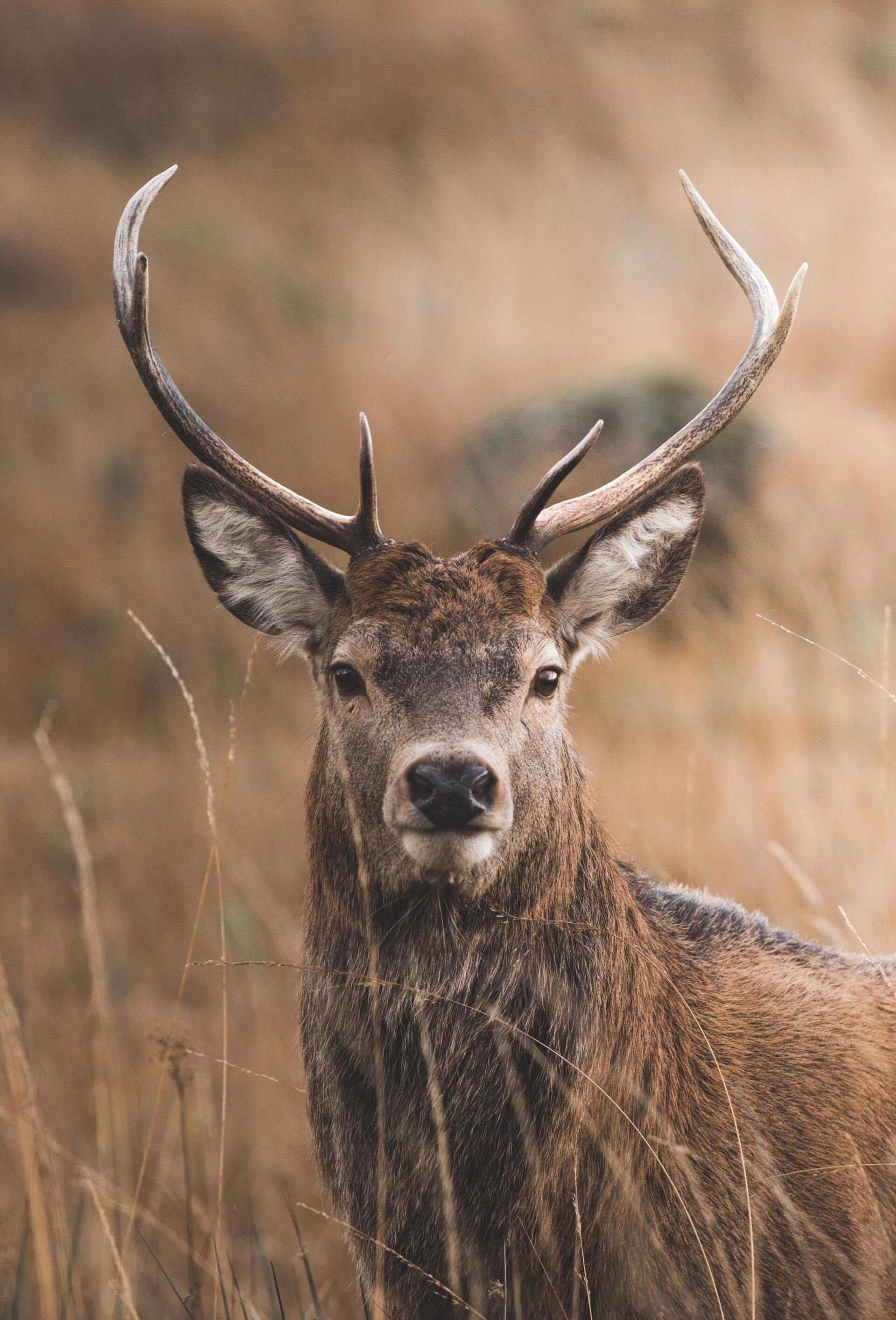 Scottish Stag