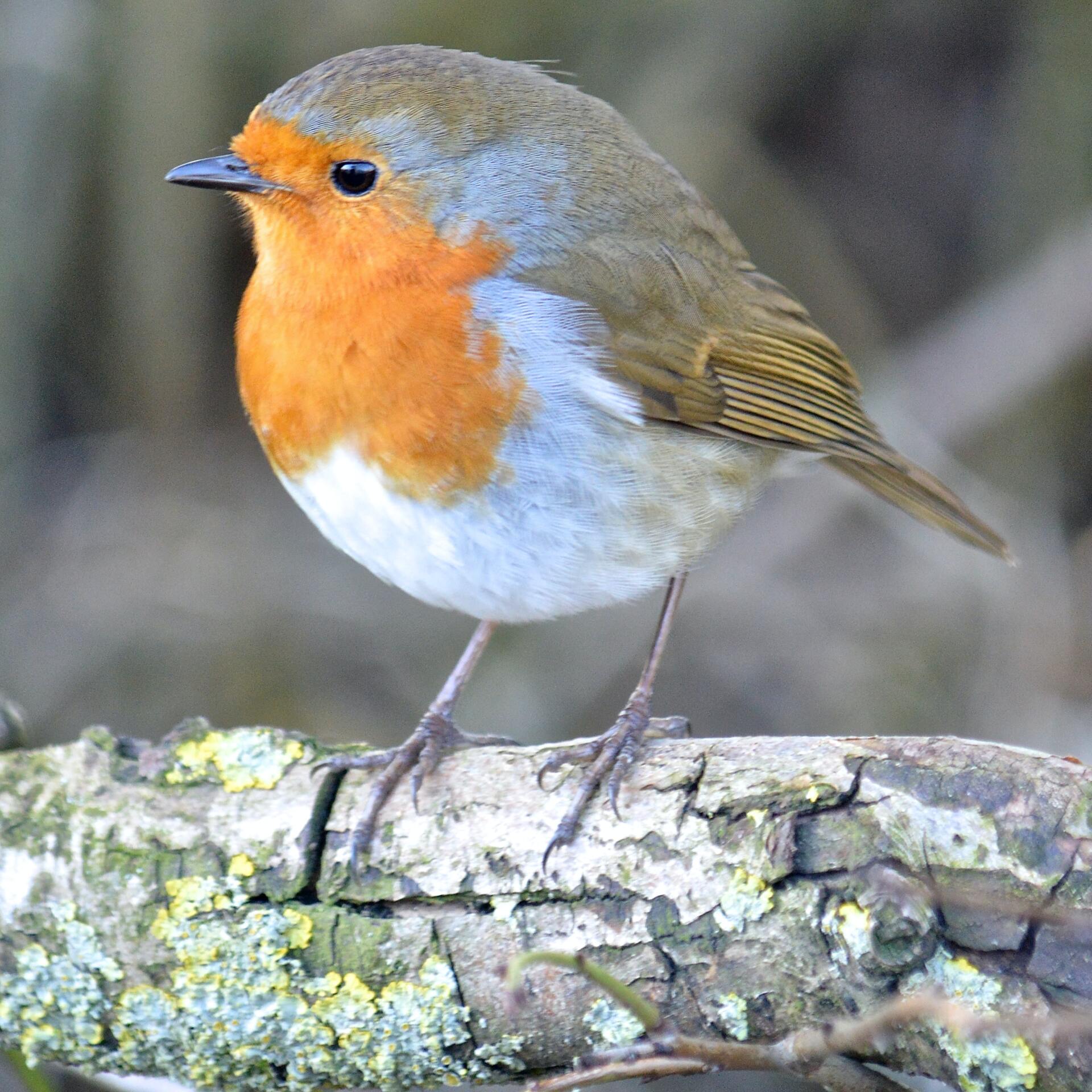 Robin on branch