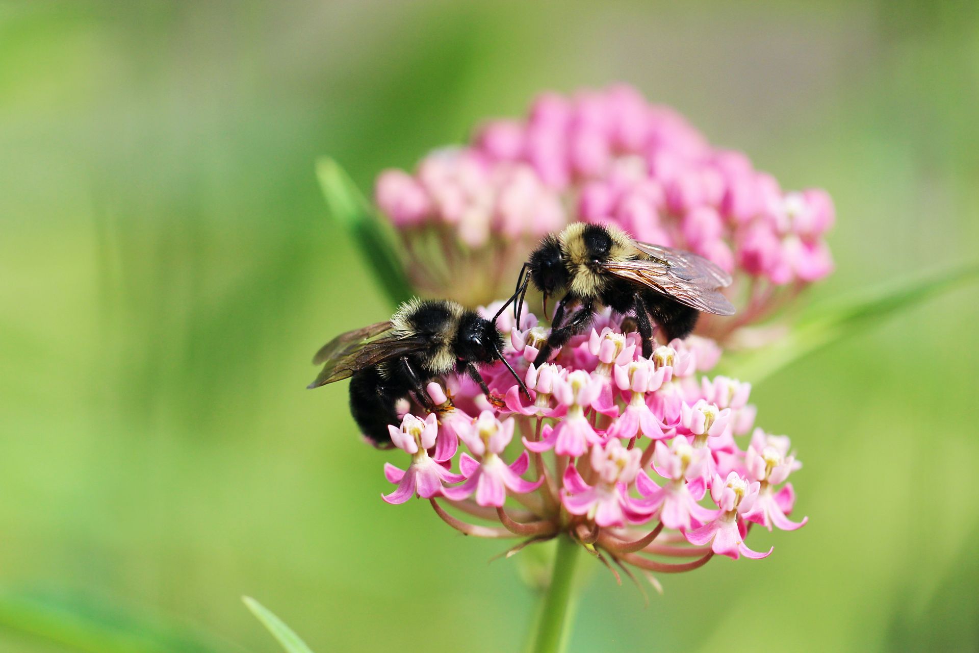 Two bees on pink flower