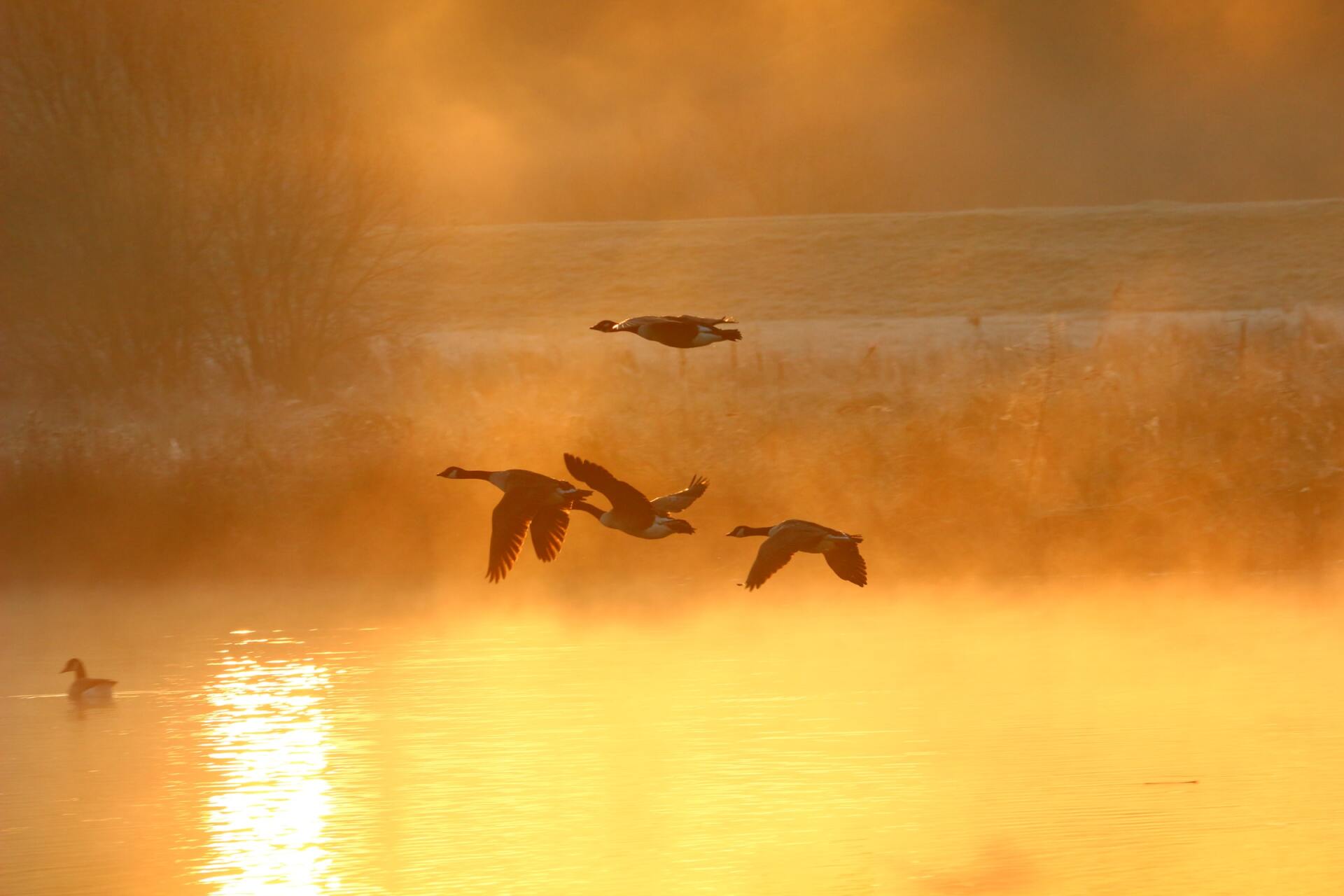Geese in flight in early morning