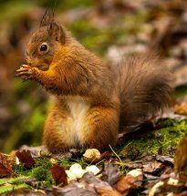 Red Squirrel eating nut