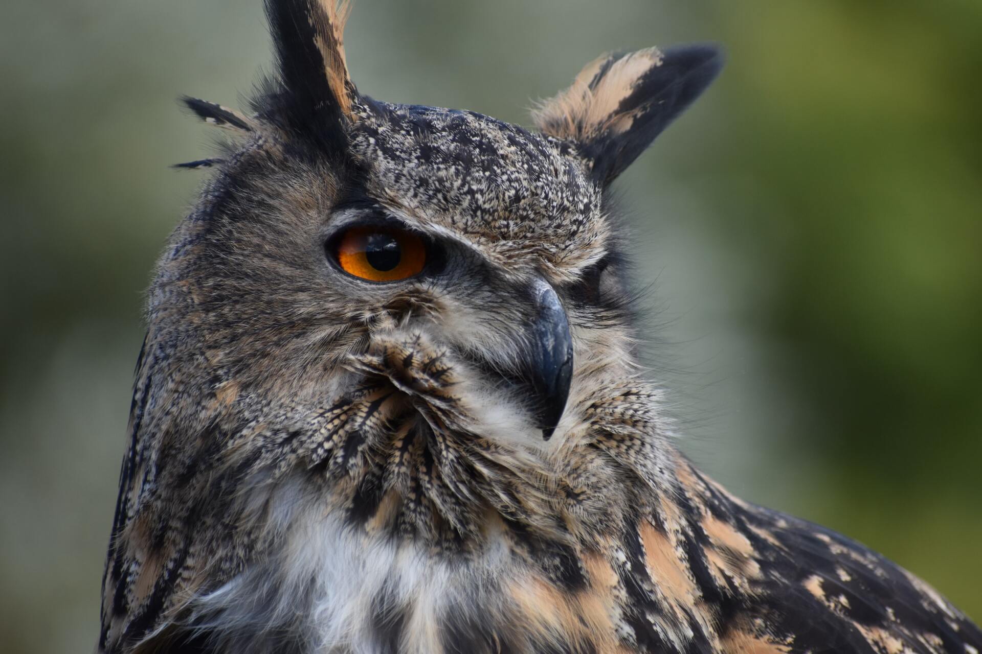 European Eagle Owl