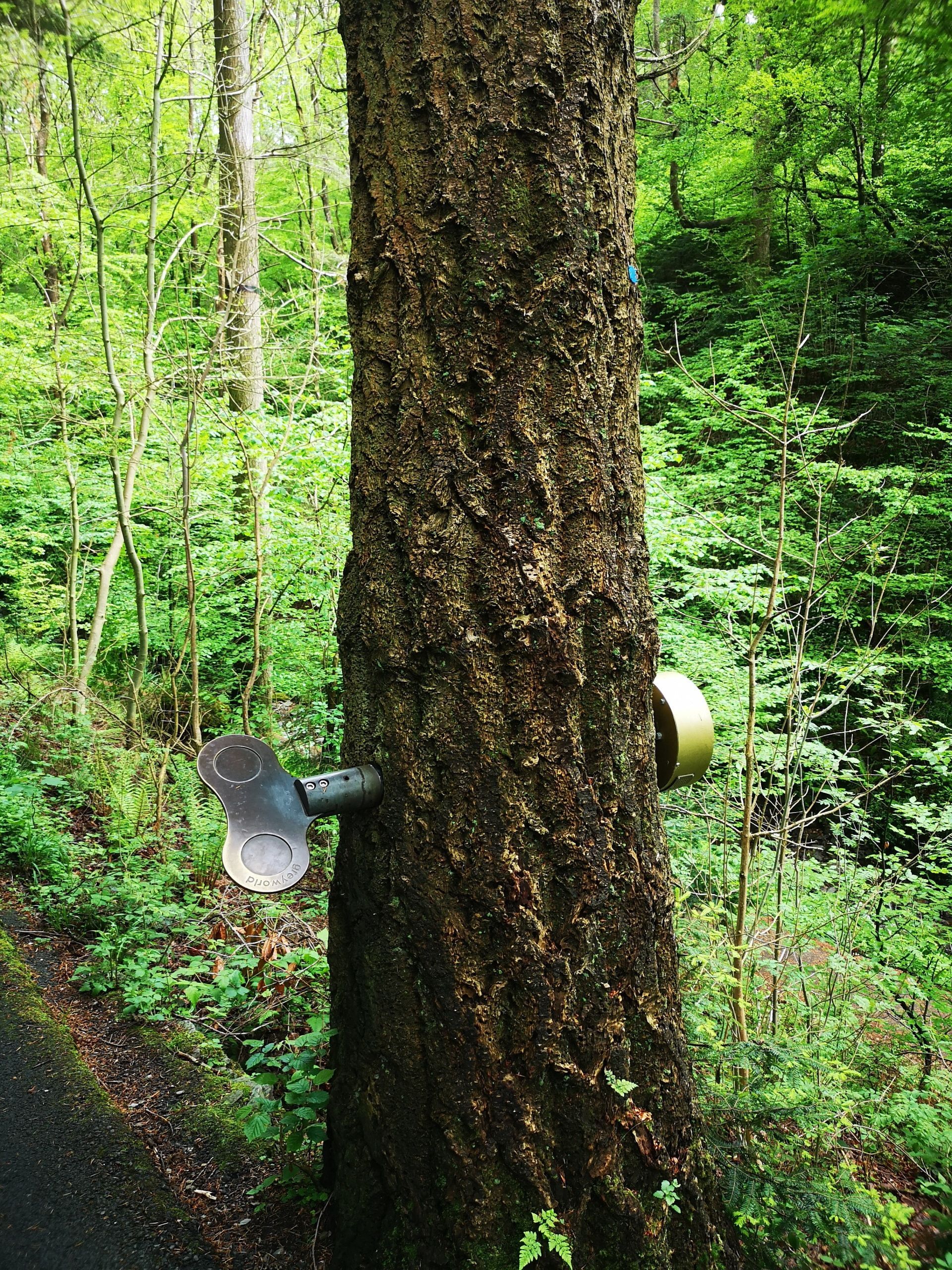 Tree trunk in woodland