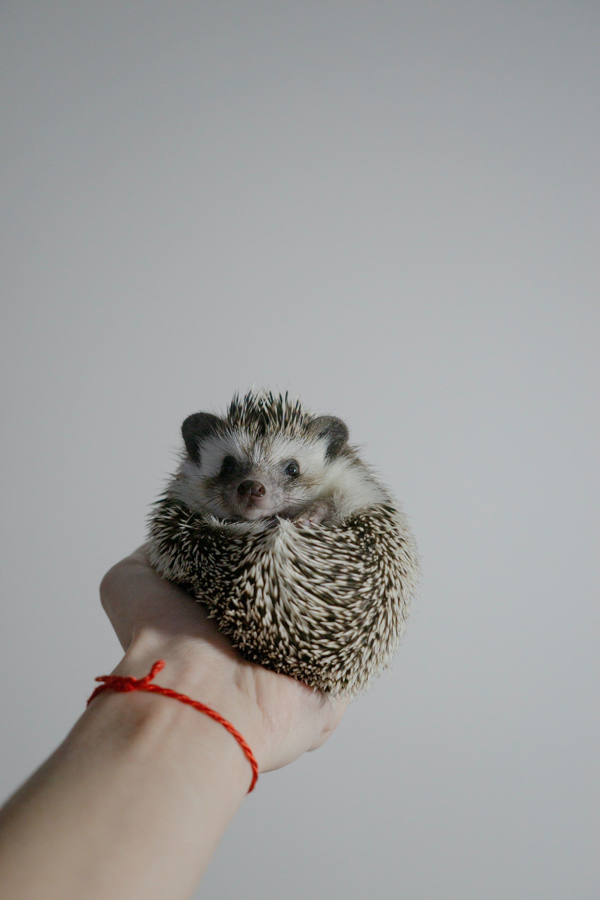 Hedgehog resting on a hand looking at camera