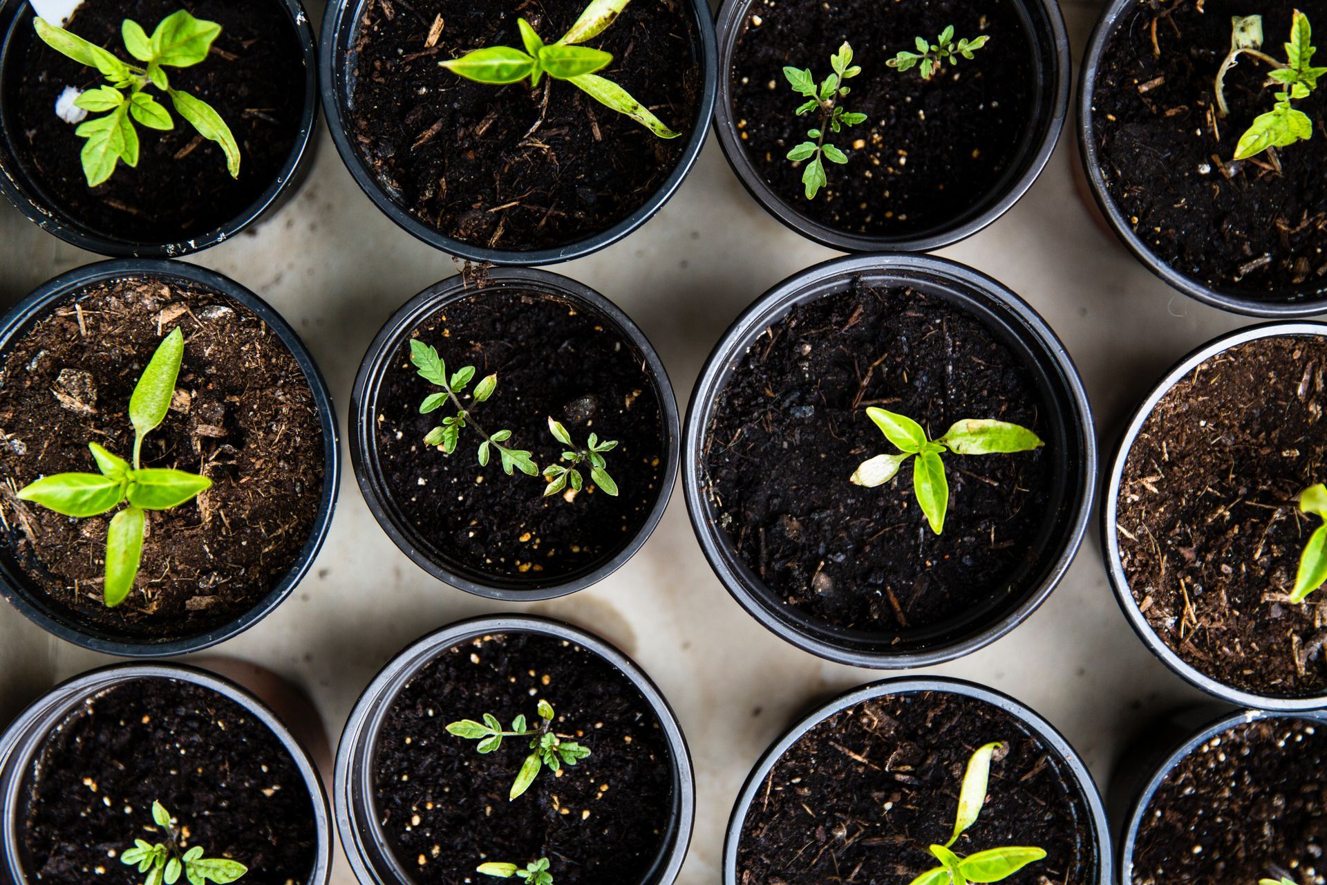 herbs in pots with soil