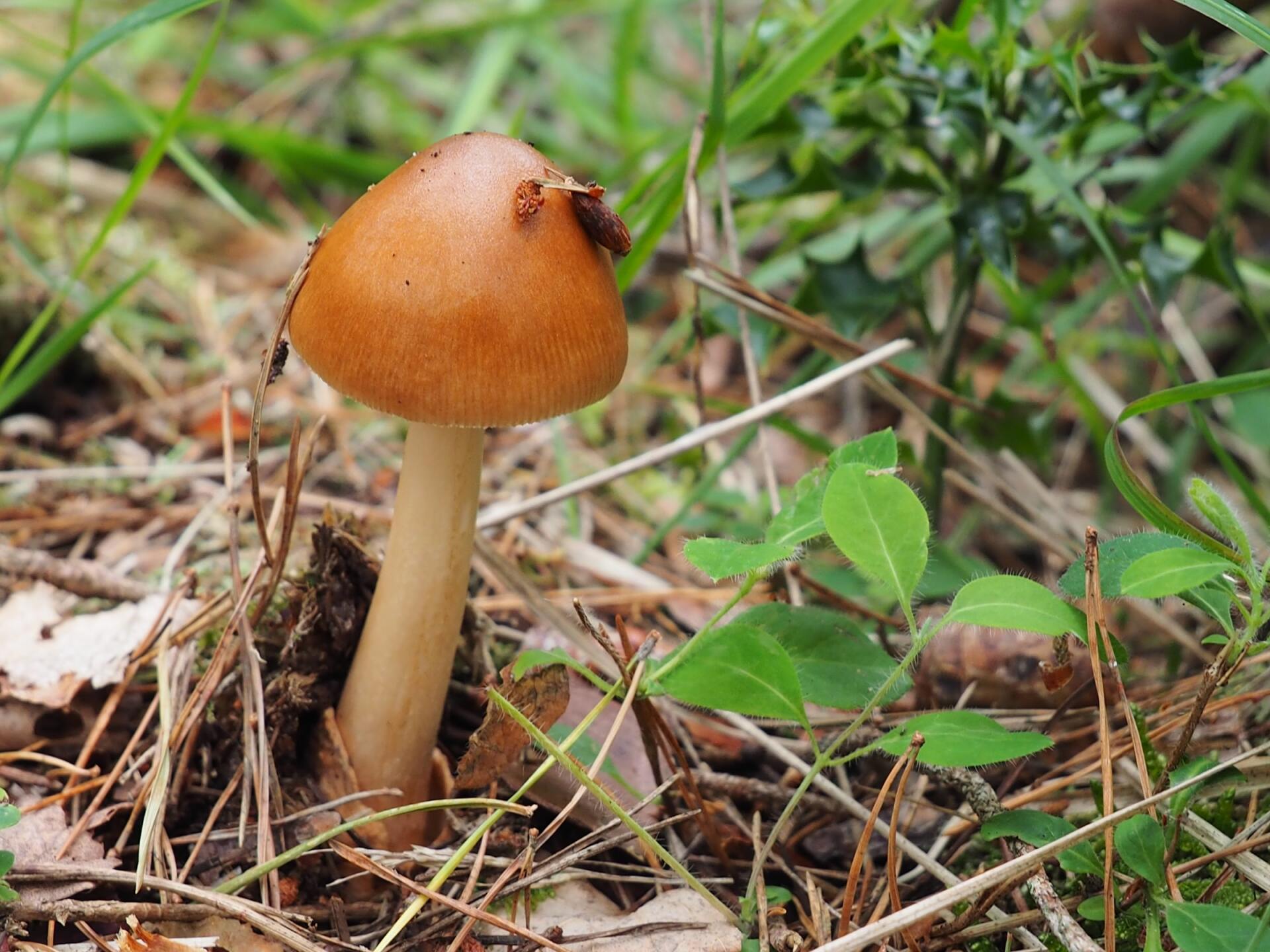 Wild mushrooms