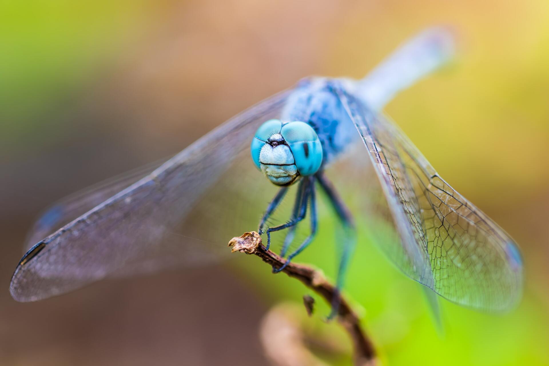 Dragon Fly on stem